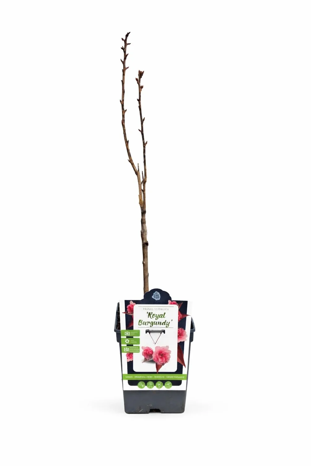 Prunus serrulata 'Royal Burgundy' 100-120 cm - japońska wiśnia goździkowa - ozdobna wiśnia