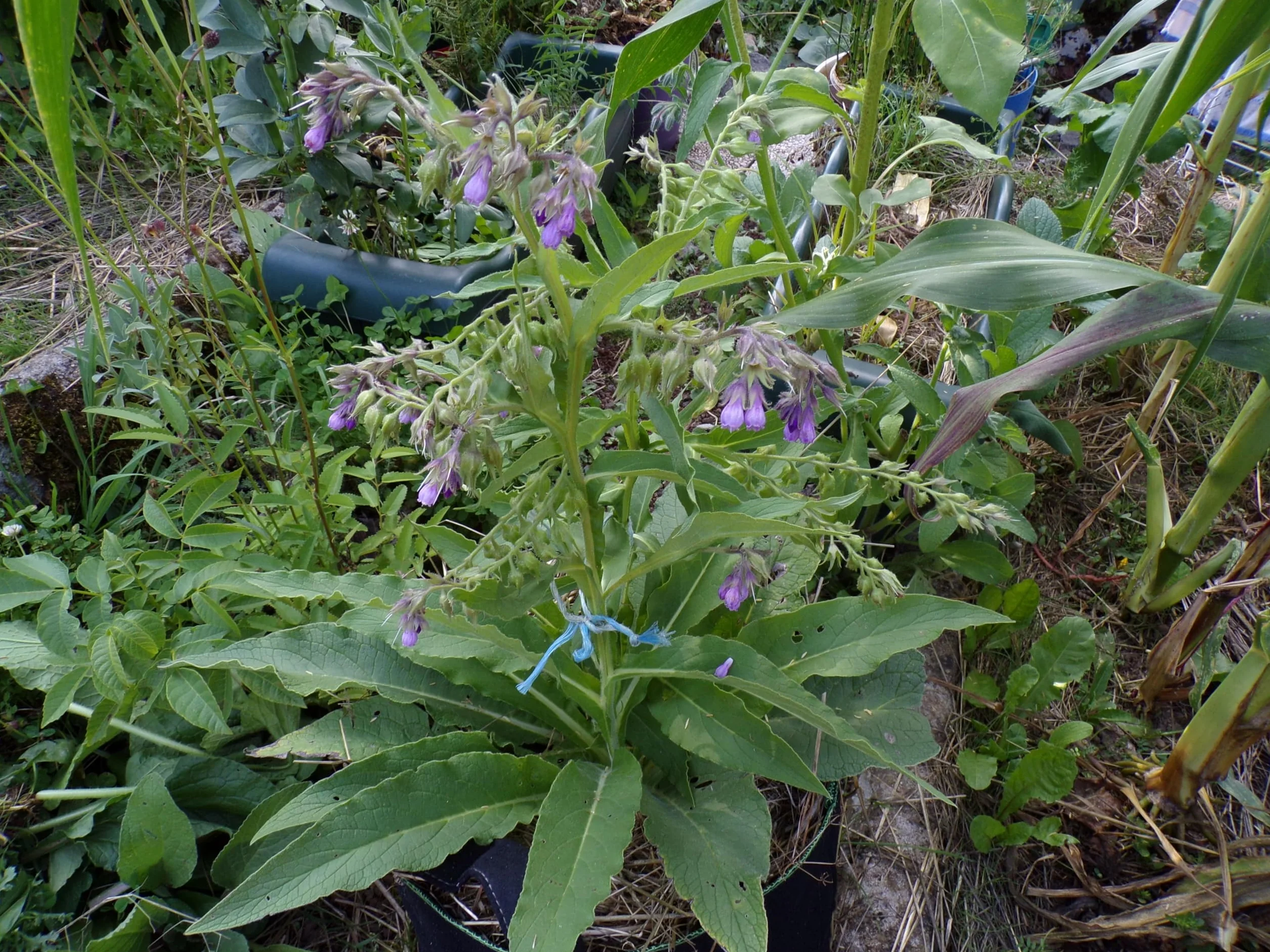 Żywokost NT - Symphytum Officinale (zielony nawóz) SEM14