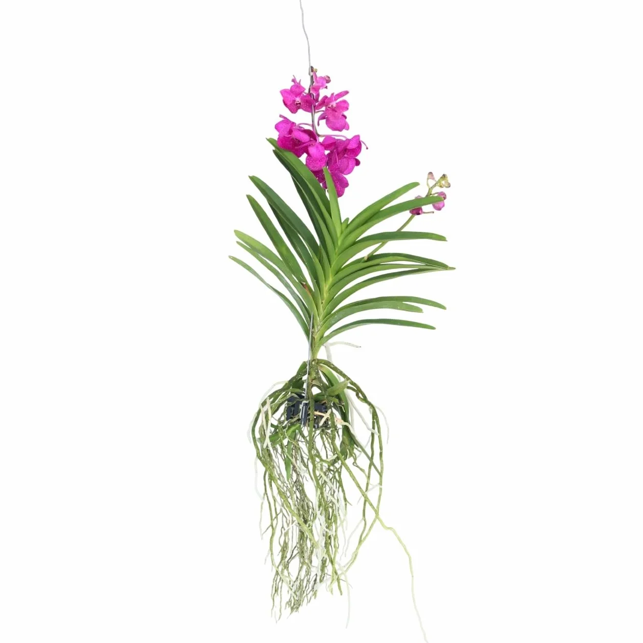 Plant in a Box - Orchidea Vanda 'Tayanee Cerise' - Kremowo-biała - Wysokość 65cm