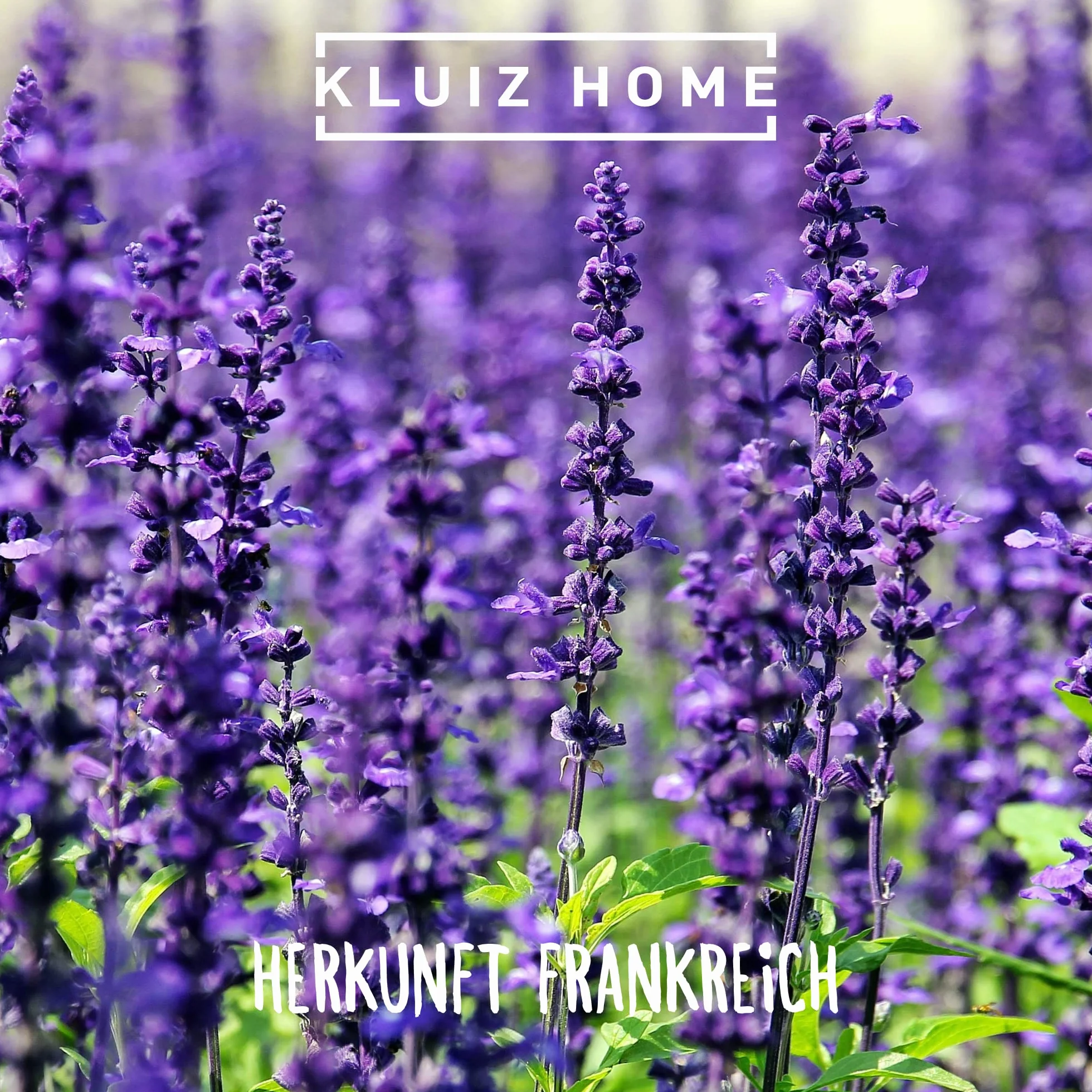 Home 25 woreczków lawendowych z francuską lawendą I ochrona przed molami do szafy na ubrania I lawendowe woreczki zapachowe szafa na ubrania firmy KLUIZ Home