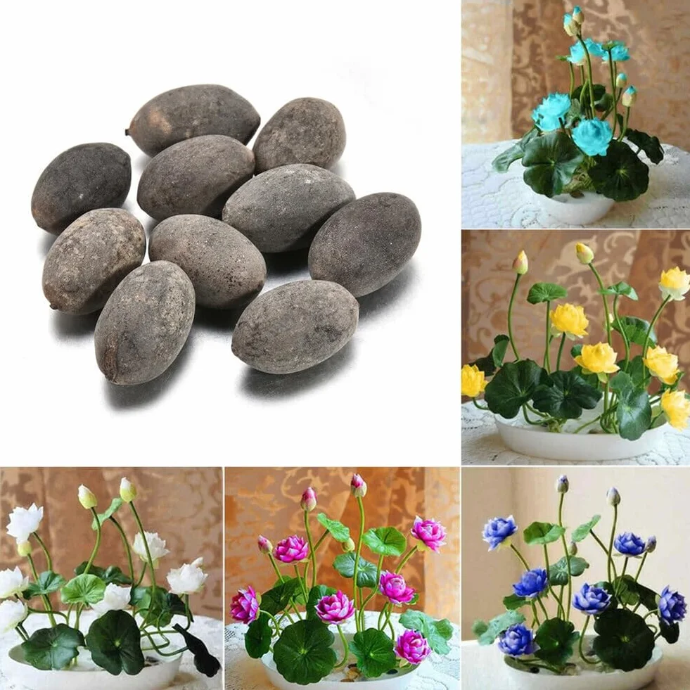 Nasiona Lotosu, 50 Sztuk Mieszane Kolory Miska Nasiona Lotosu Bonsai Roślina Dom Ogród Dekoracje Kwiatowe Miska Nasion Lotosu