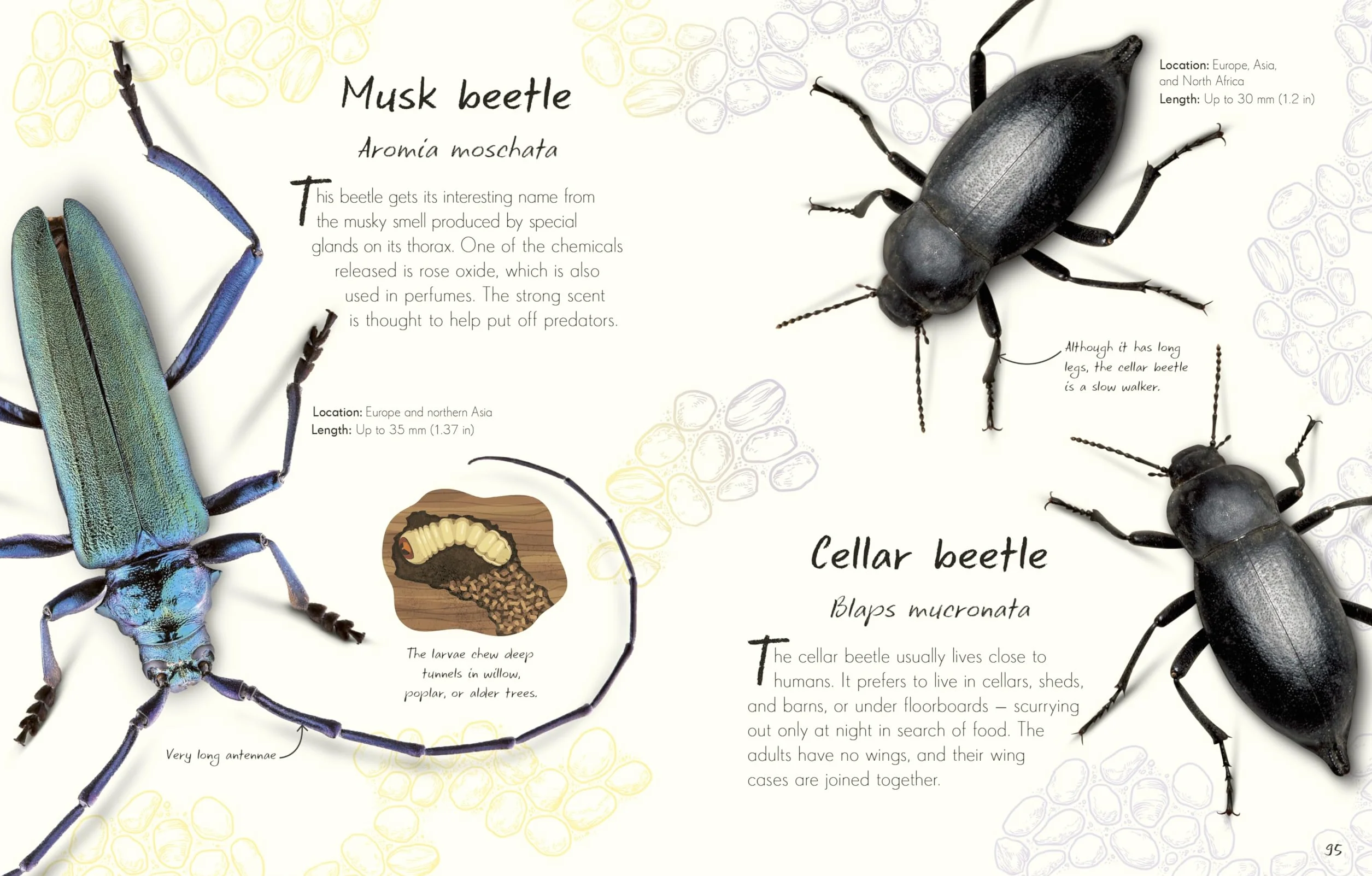 An Anthology of Beetles: A Collection of Brilliant Beetles from Around the World