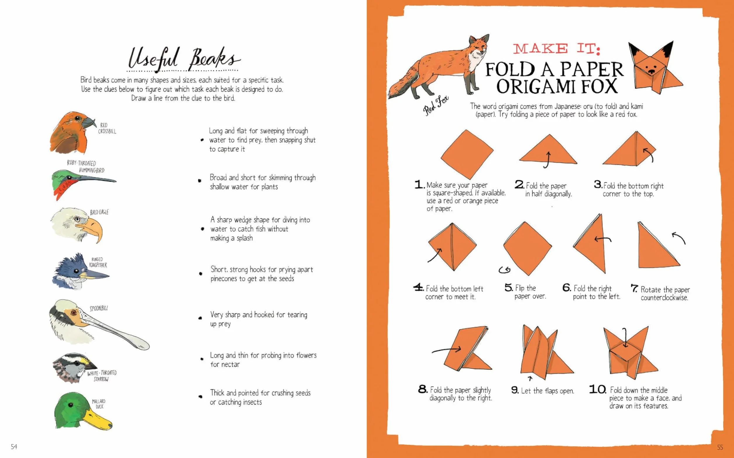 Julia Rothman's Nature Anatomy Activity Book: Match-Ups, Word Puzzles, Quizzes, Mazes, Projects, Secret Codes + Lots More
