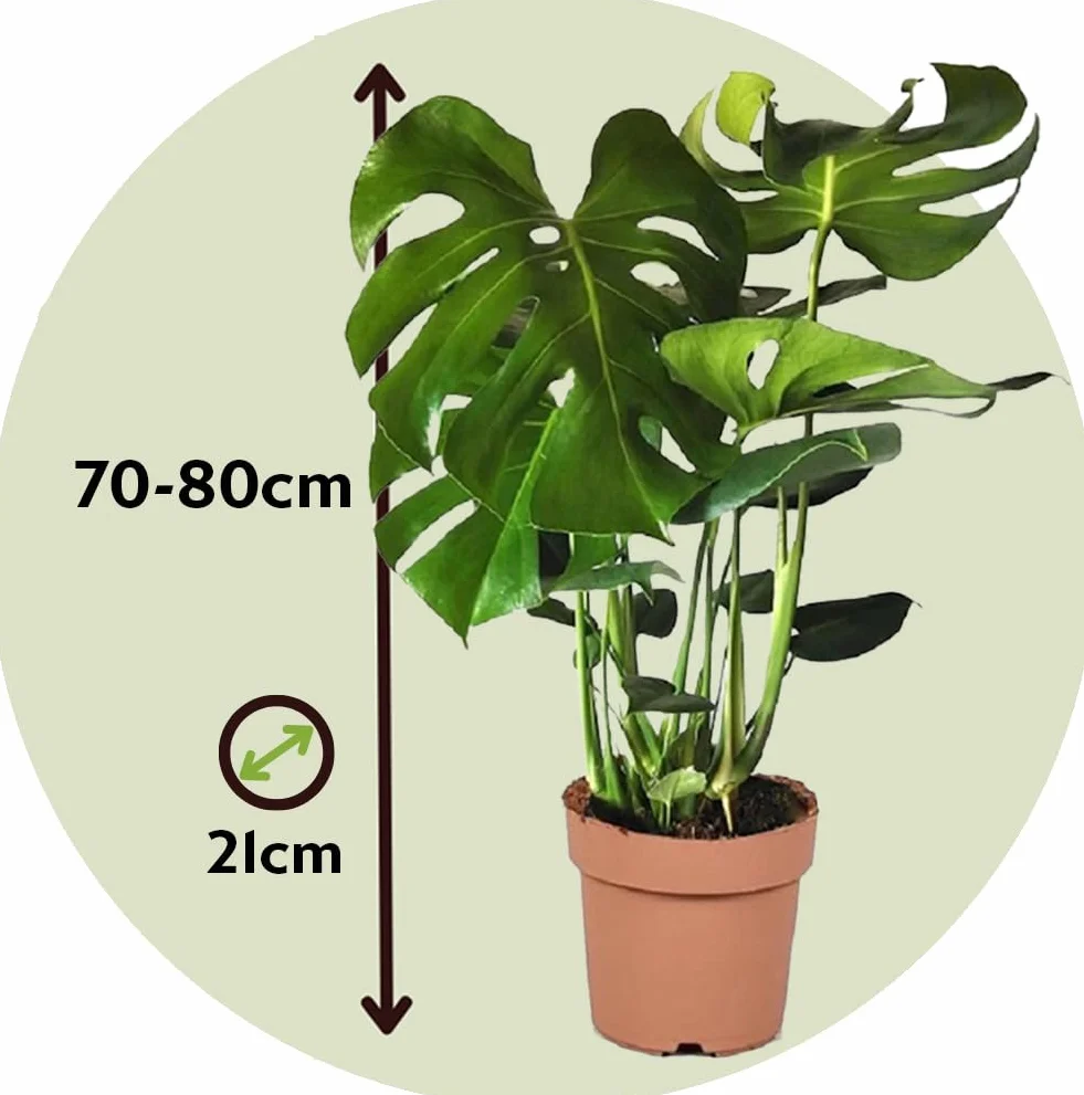 Plant in a Box - Monstera Deliciosa XL - Roślina z dziurami - Doniczka 21cm - Wysokość 70-80cm