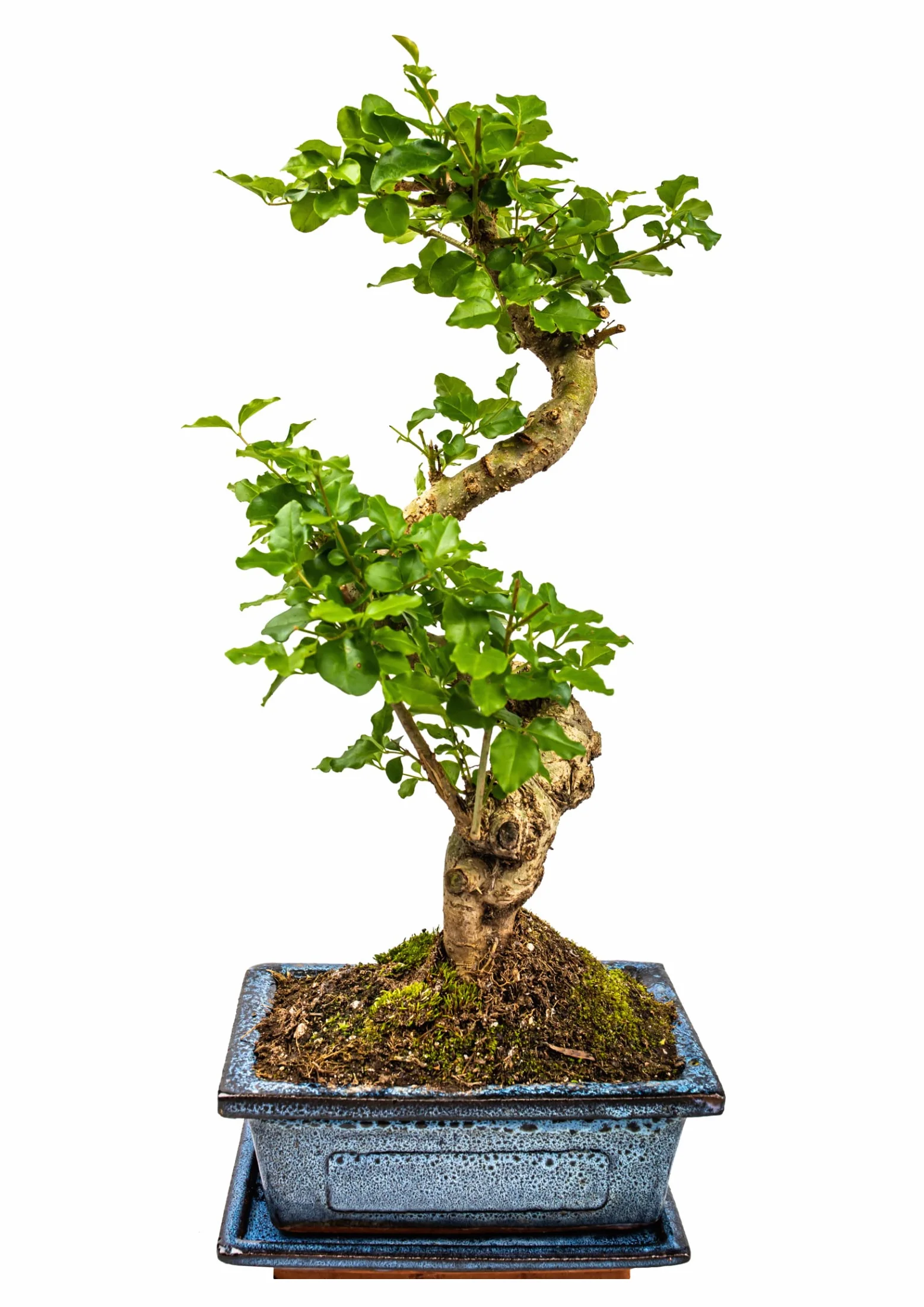 Drzewko bonsai, chiński ligustr, przybliżona żywotność 11 lat, 35-40 cm wysokości, wiecznie zielony, z podstawką