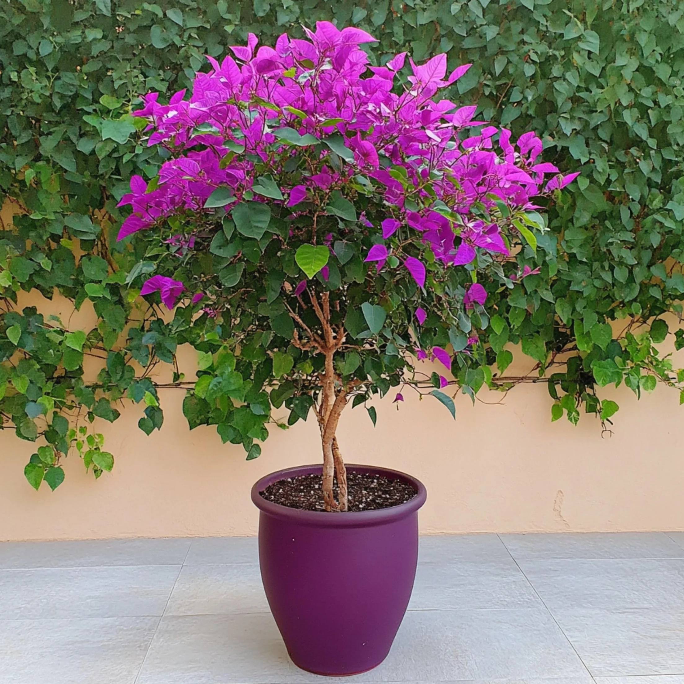 Plant in a Box - Bugenwilla Fioletowa na pniu - Kącicierń - Doniczka 17cm - Wysokość 50-60cm