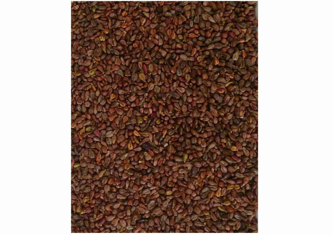 pestki winogron luzem 5 kg