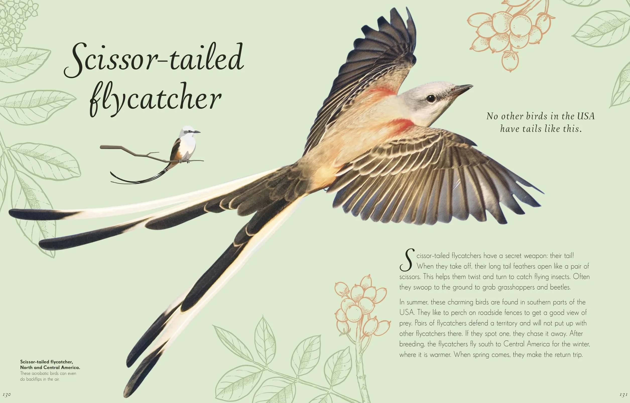 An Anthology of Exquisite Birds: Discover the Beauty of the Avian World