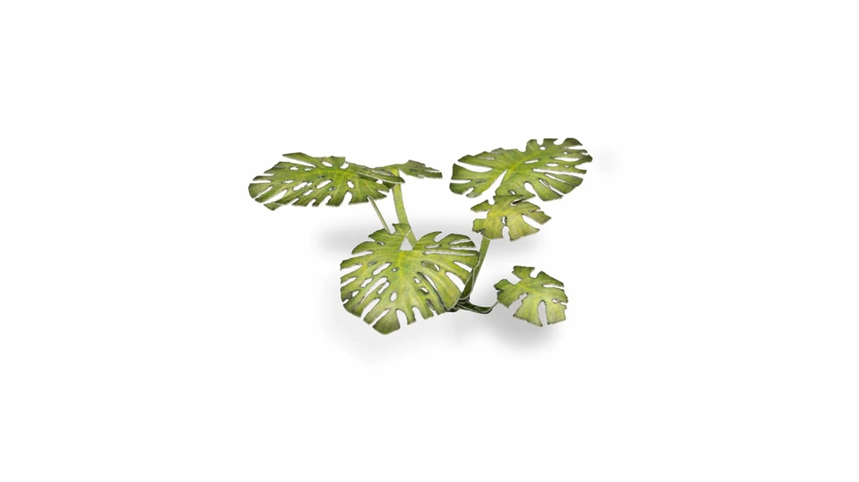 Gamers Grass Laser Plants Monstera
