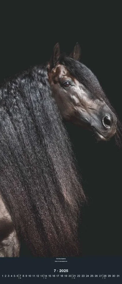 N NEUMANNVERLAGE - Beautiful Horses 2025 Wandkalender, 30x70cm, Kalender mit zwölf grandiosen Pferdeportraits, außergewöhnliche Aufnahmen, Spiralbindung und internationales Kalendarium