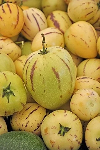 Melon żarówka, żarówka melonowa Pepino - Solanum muricatum