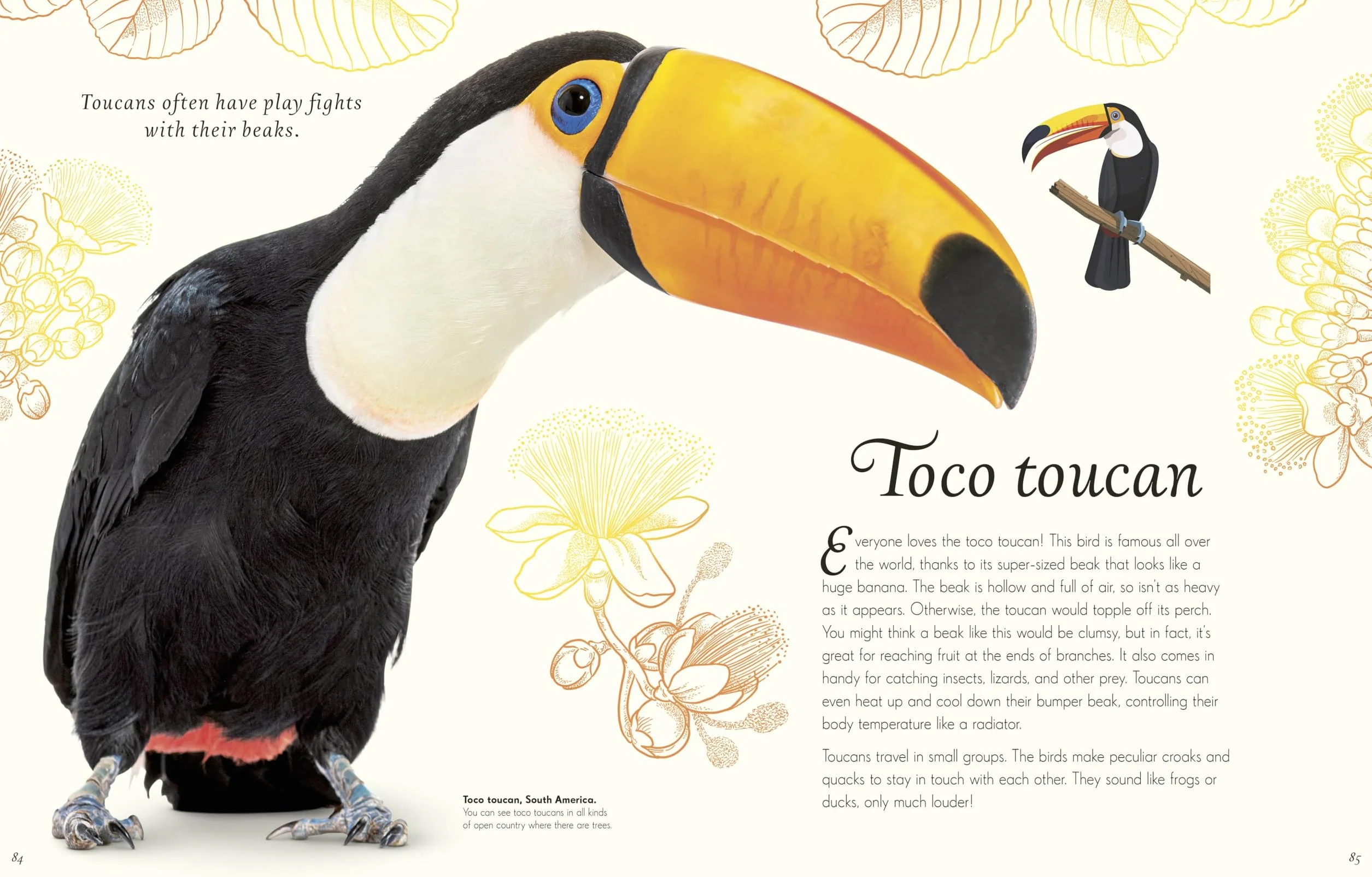 An Anthology of Exquisite Birds: Discover the Beauty of the Avian World
