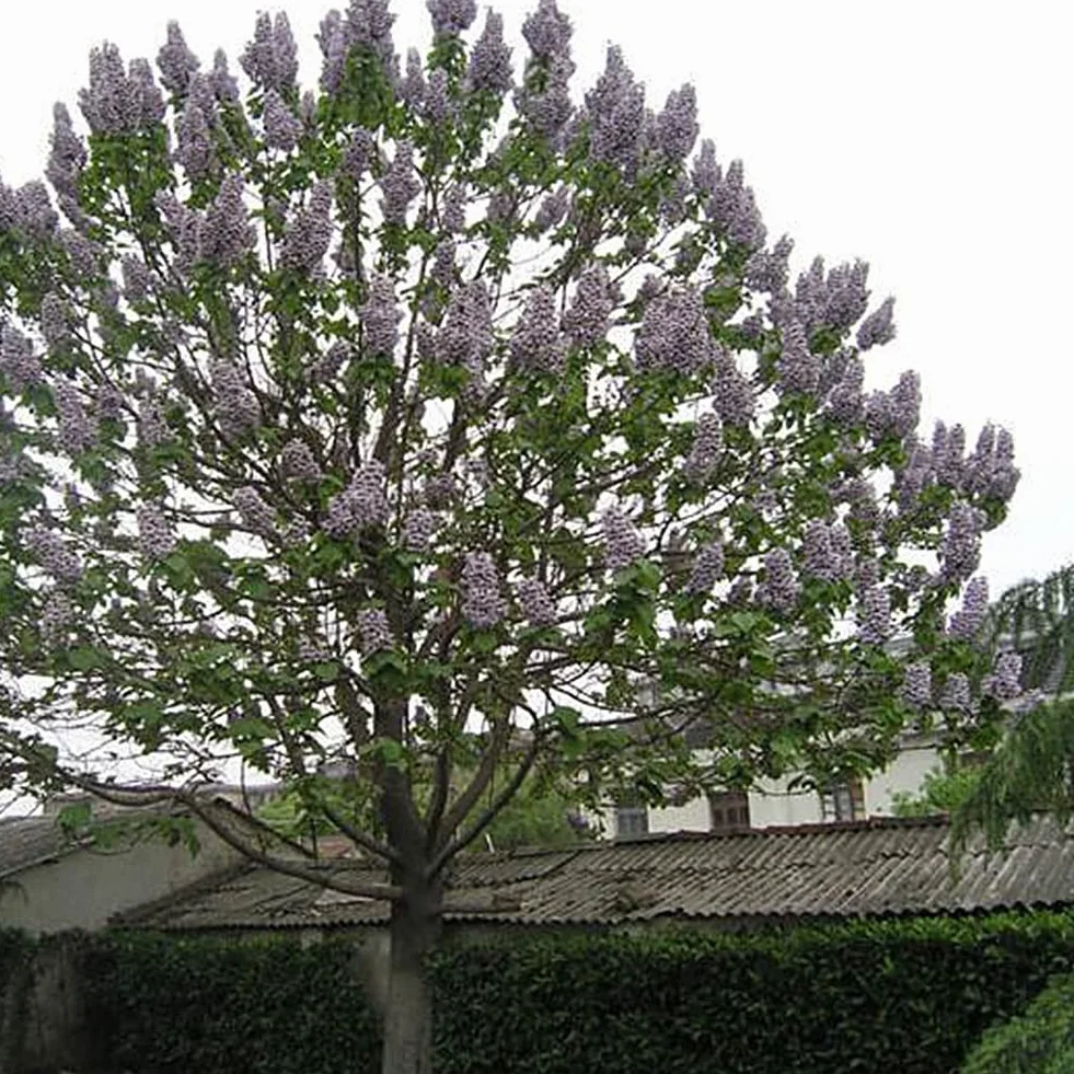 Saterkali Nasiona Paulownia Elongata, 100 szt. Nasiona Paulownia Elongata Las Szybko rosnące drzewo Roślina ogrodowa do domu Nasiona Paulowni
