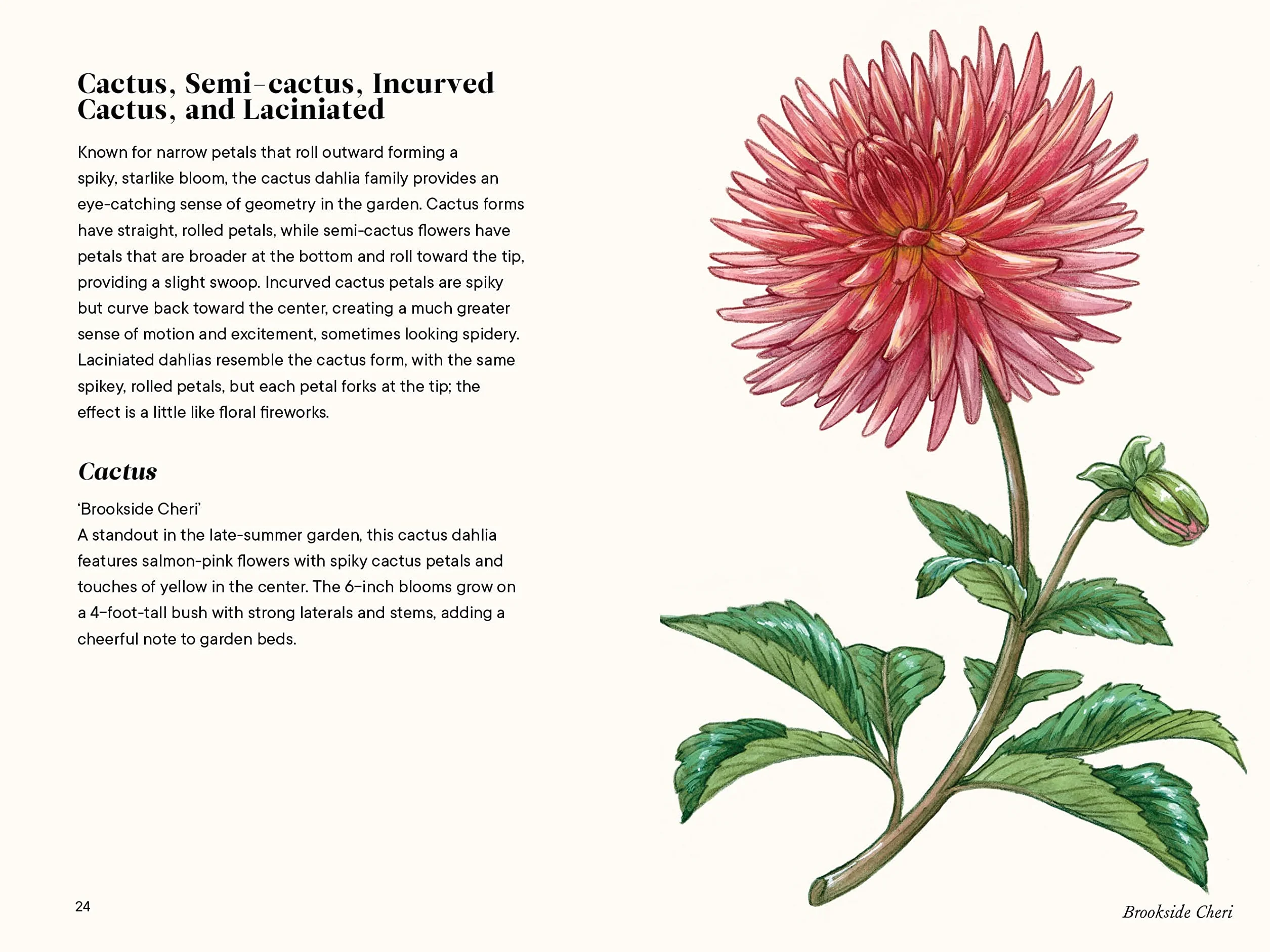 Dahlias: A Little Book of Flowers