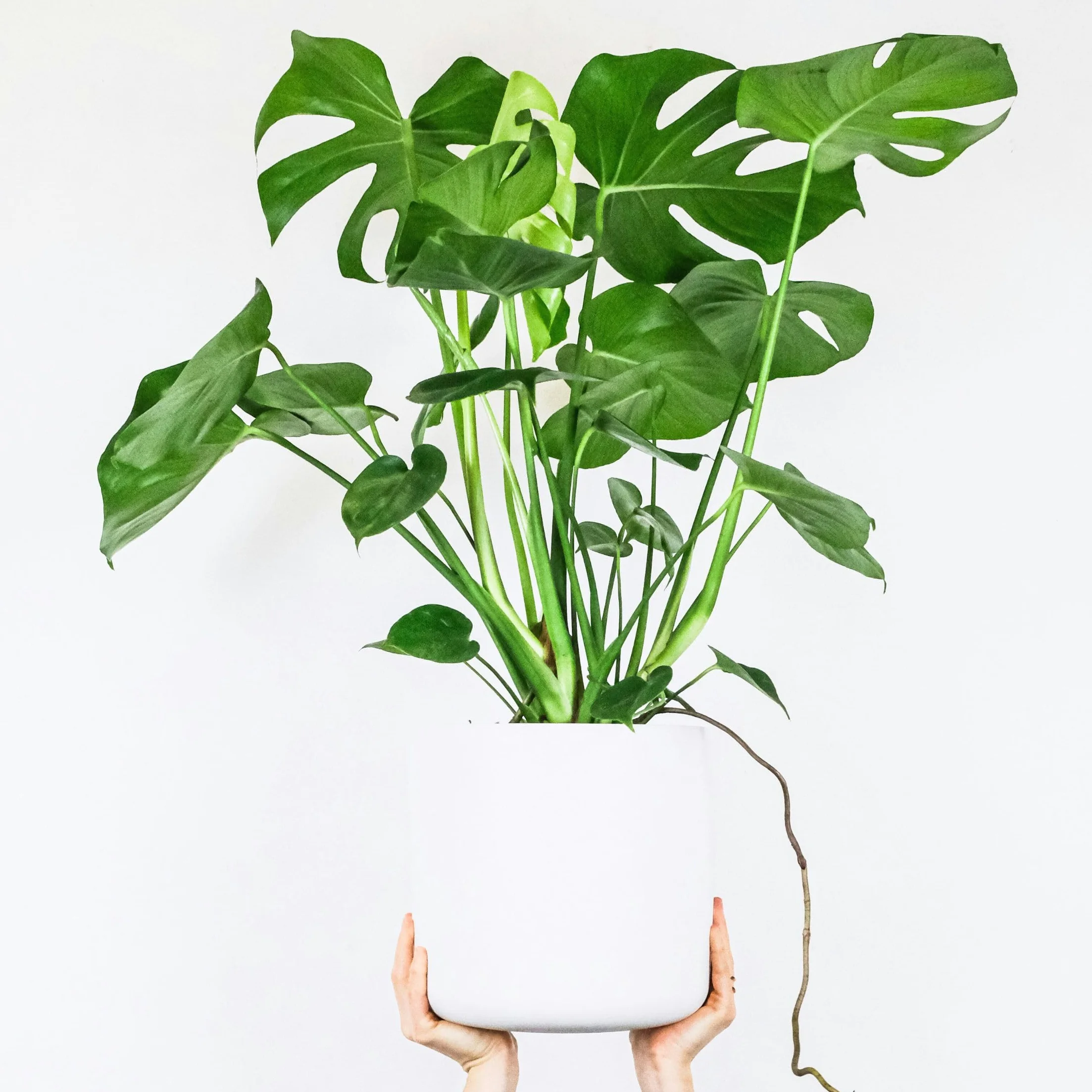 Plant in a Box - Monstera Deliciosa XL - Roślina z dziurami - Doniczka 21cm - Wysokość 70-80cm