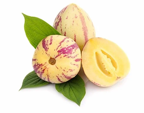 Melon żarówka, żarówka melonowa Pepino - Solanum muricatum