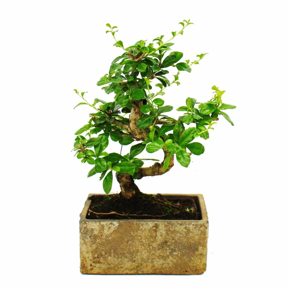 Bonsai do pokoju – nowoczesna, modna ceramika – bonsai pokojowe Carmona – 6 lat – wygląd kamienia