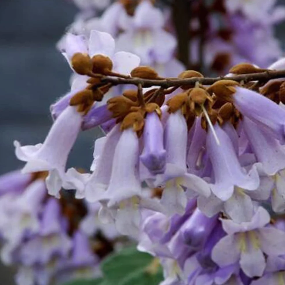 Saterkali Nasiona Paulownia Elongata, 100 szt. Nasiona Paulownia Elongata Las Szybko rosnące drzewo Roślina ogrodowa do domu Nasiona Paulowni