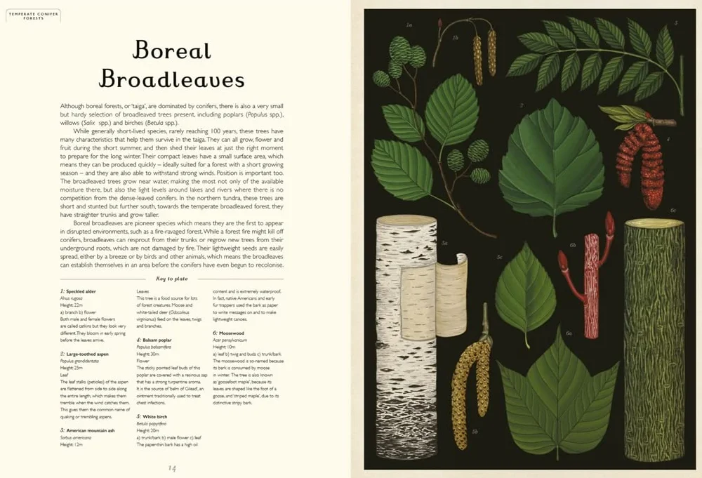 Arboretum: by Tony Kirkham and illustrator Katie Scott