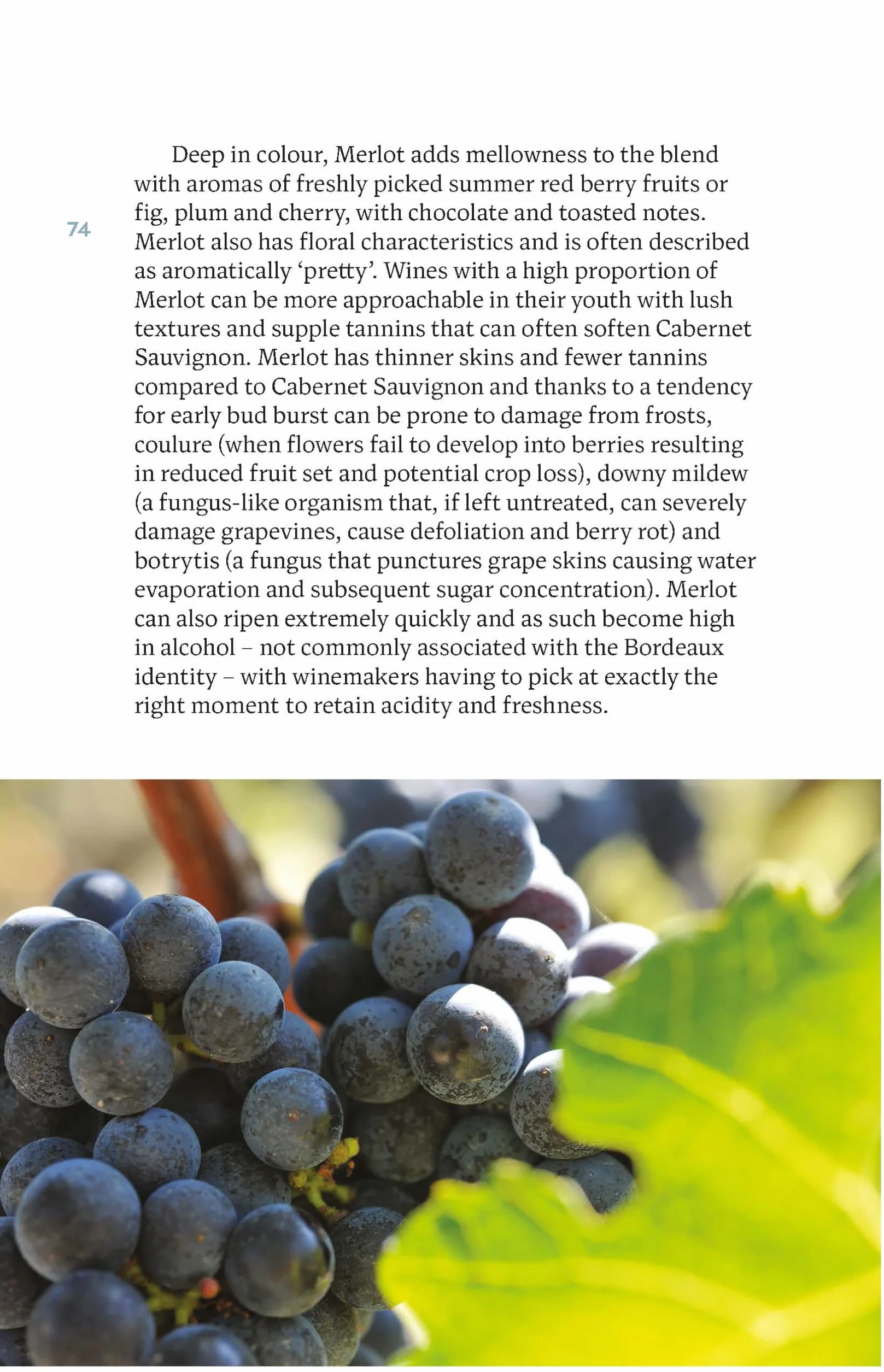 Bordeaux: The Smart Traveller's Wine Guide /anglais: A Pocket Guide to Bordeaux for the Wine-Interested Tourist