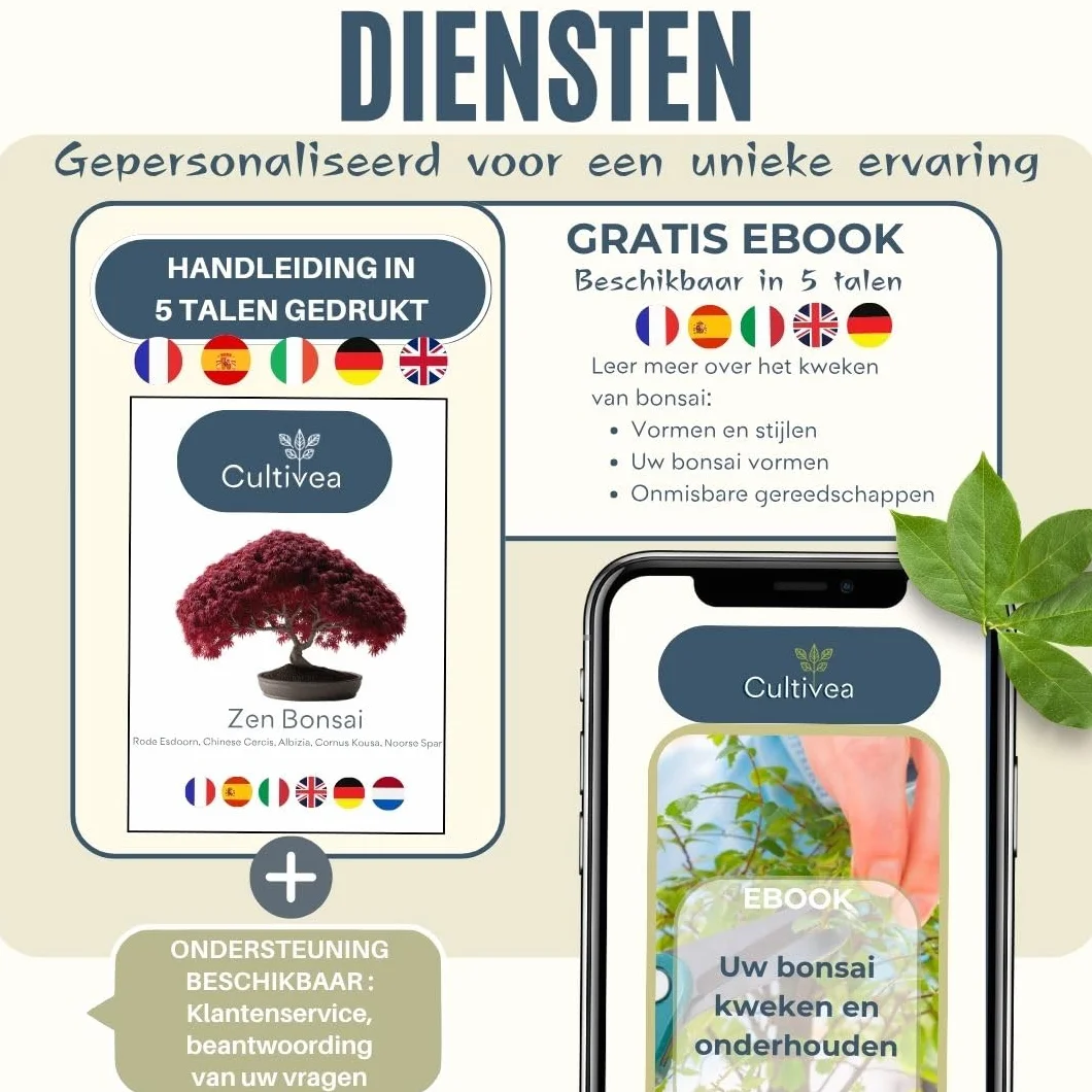 Cultivea Mini zestaw bonsai gotowy do uprawy - ogród i dekoracja - pomysł na prezent (czerwony klon, chiński Cercis, Juniperus, Liquidambar, świerk pospolity