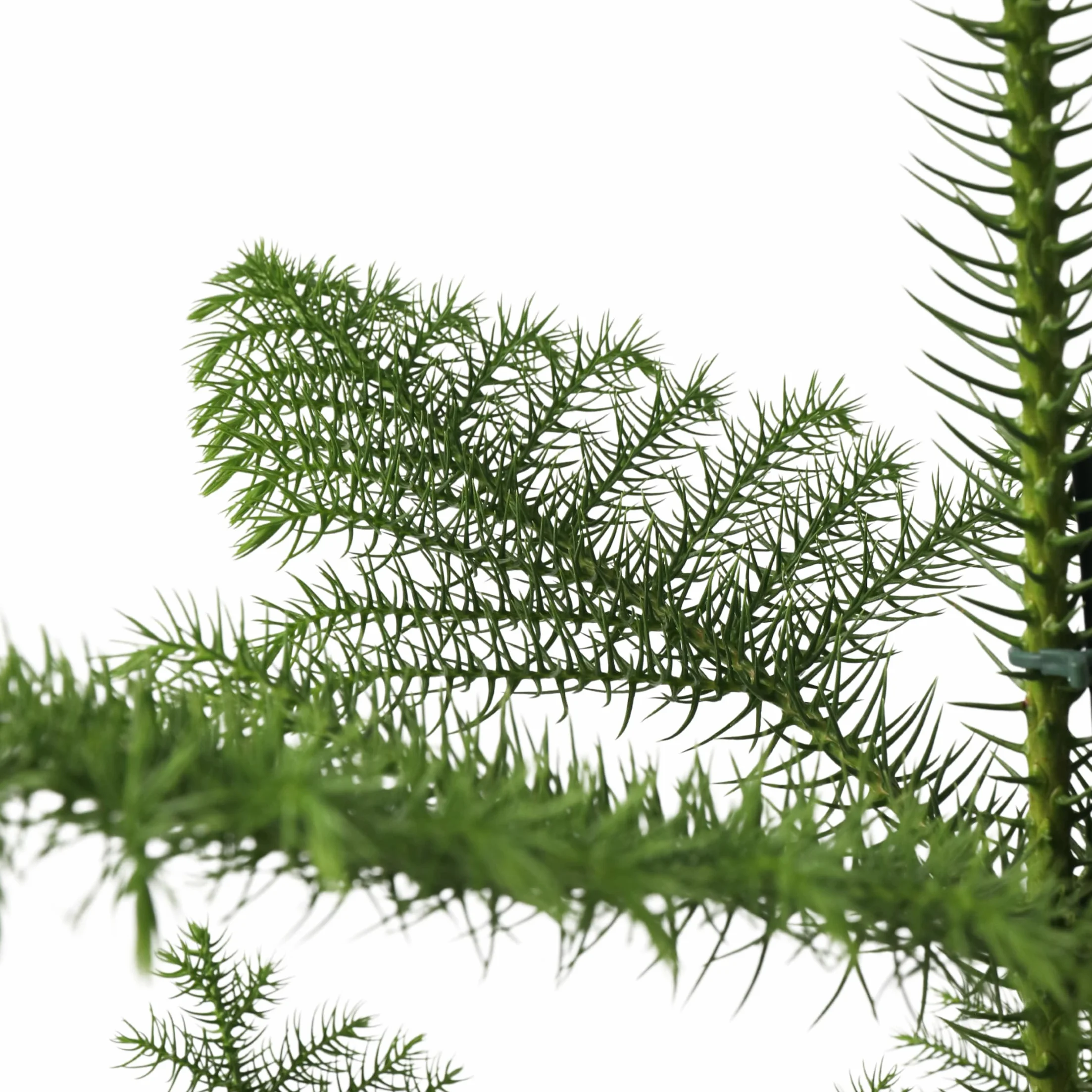 Plant in a Box - Araucaria Heterophylla - Sosna Norfolk - Sosna Pokojowa - Doniczka 21cm - Wysokość 70-80cm