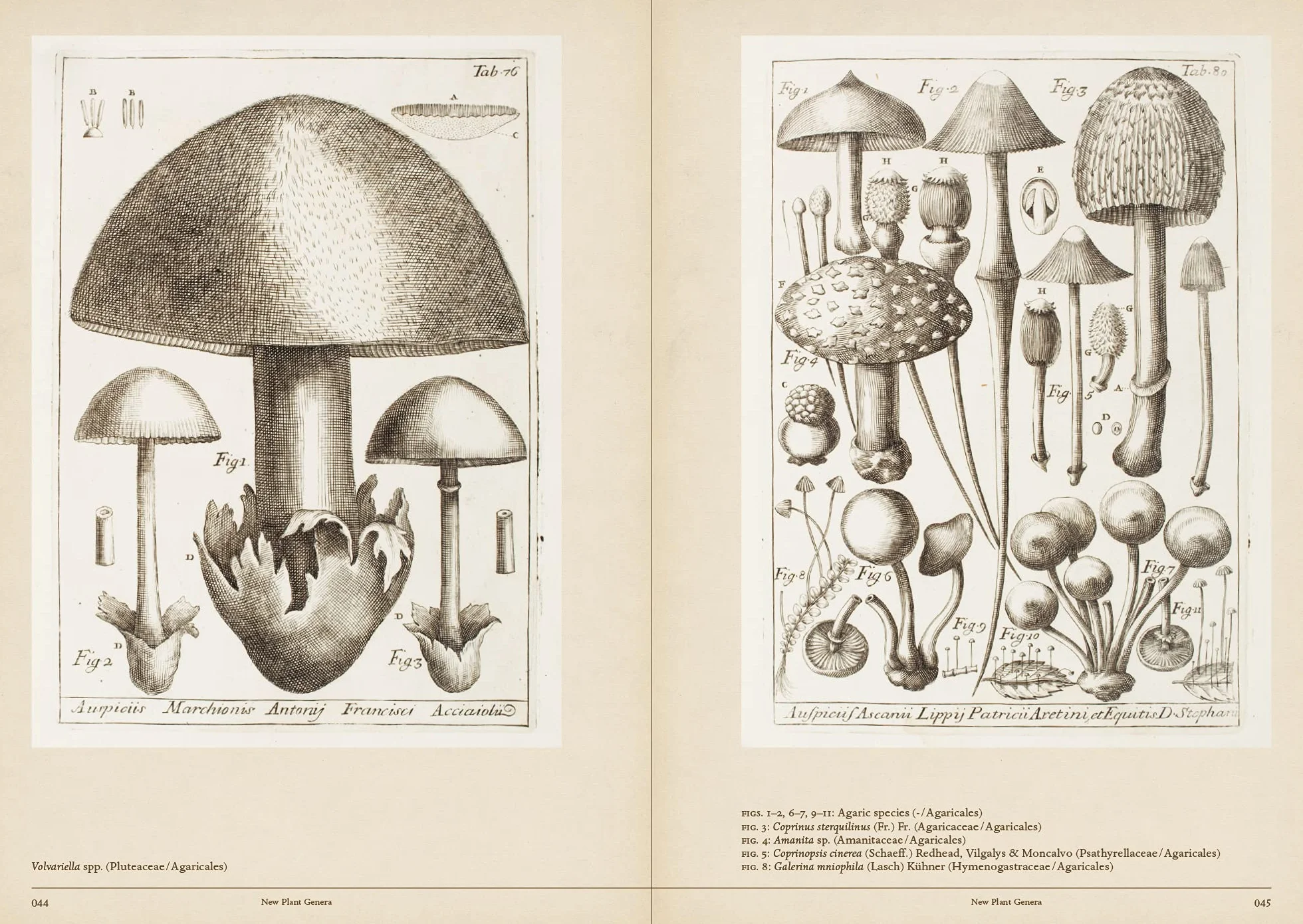 Mushroom Botanical Art /anglais