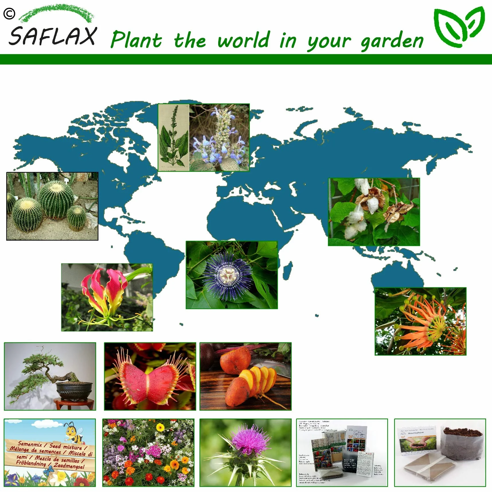 SAFLAX - Afrykańskie Drzewo Baobabu - 6 Nasiona - Adansonia digitata