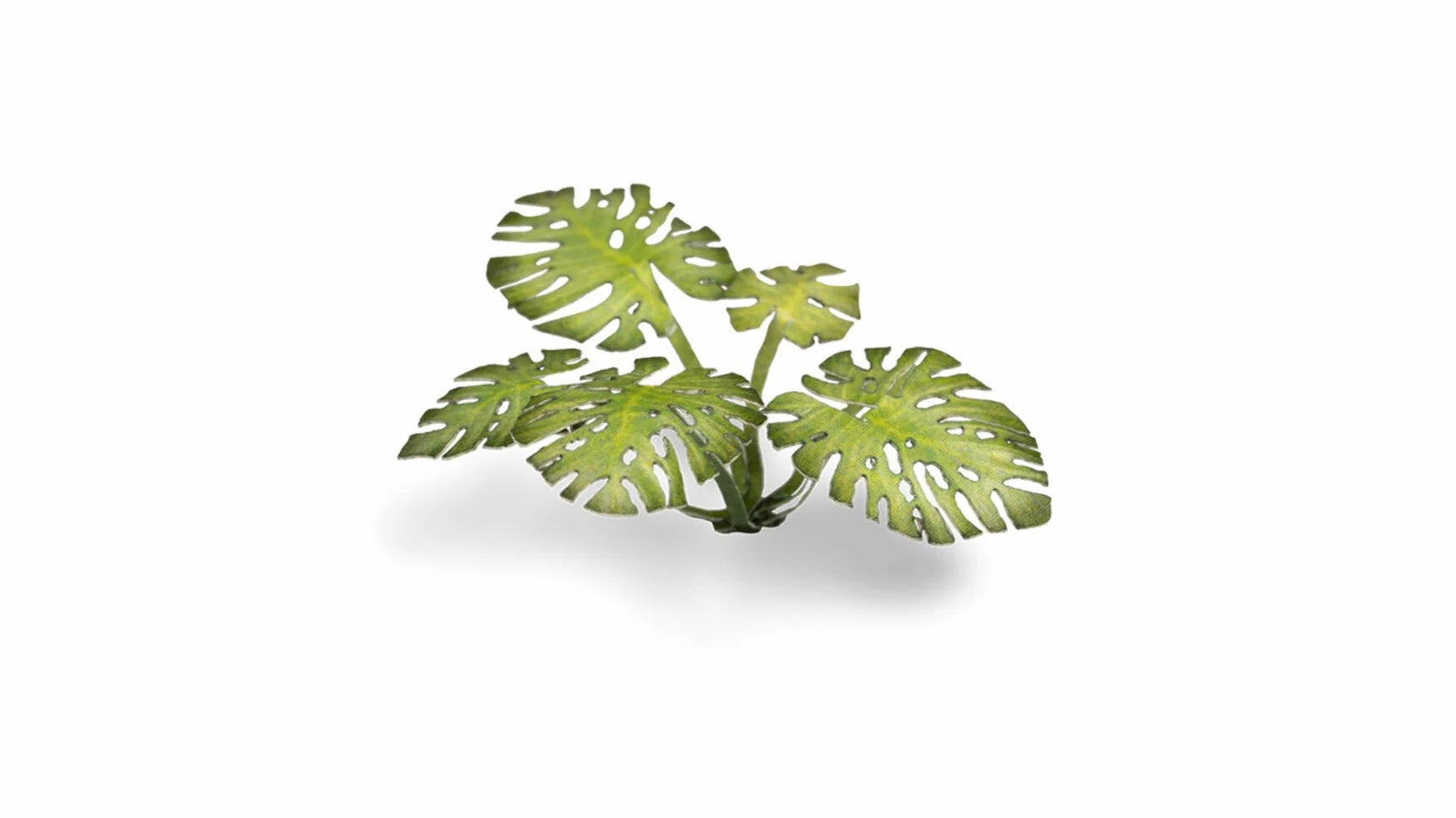 Gamers Grass Laser Plants Monstera