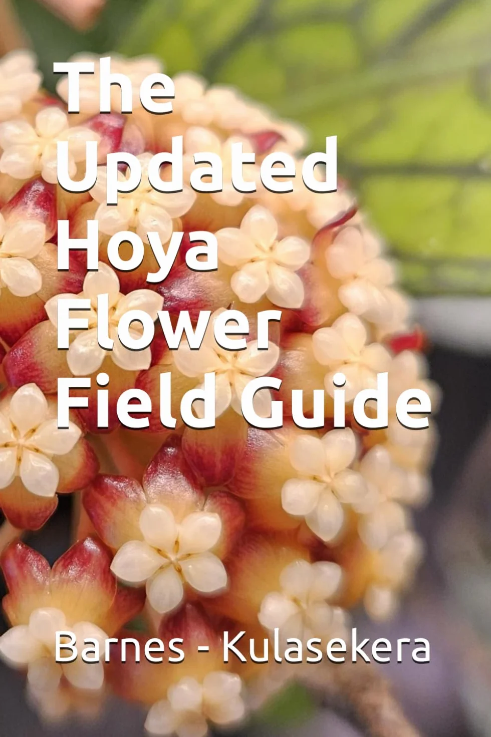 The Updated Hoya Flower Field Guide