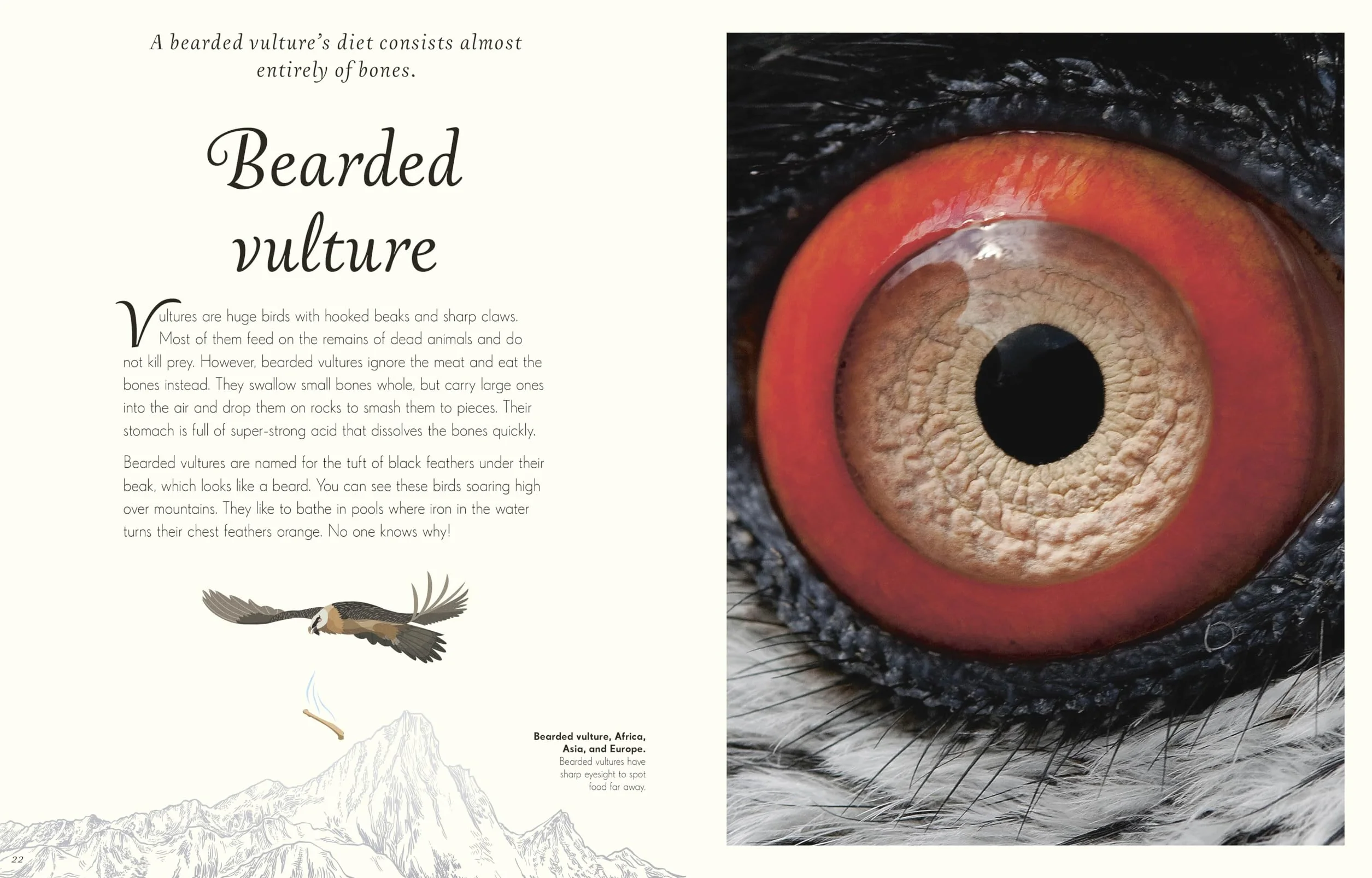 An Anthology of Exquisite Birds: Discover the Beauty of the Avian World