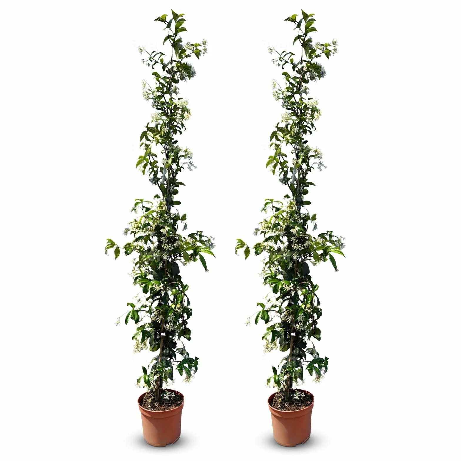Sunny Tree - 2 szt. jaśmin - toskański jaśmin - Trachelospermum Jasminoides - 120 cm - Roślina pnąca - Mrozoodporna - A+