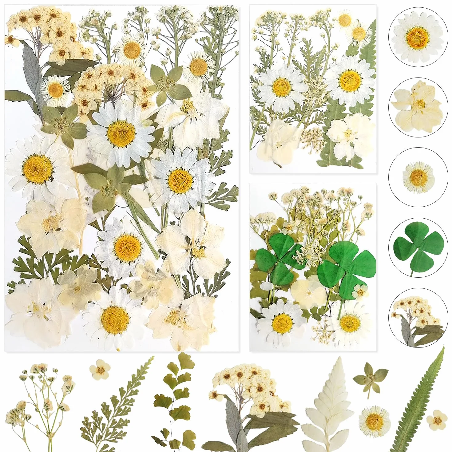 Dog's Booty Suszone kwiaty Naturalne suche kwiaty suszone kwiaty luźne suszone kwiaty żywica epoksydowa do majsterkowania, scrapbookingu, rzemiosła i dekoracji biżuterii (biały)
