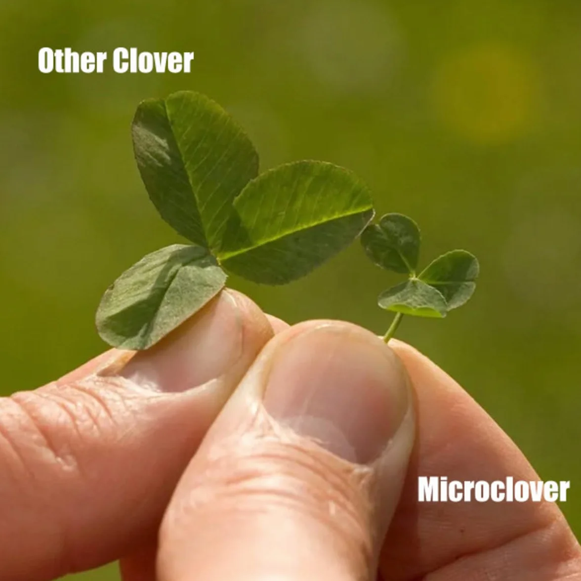 Trawnik Microclover - 100 G - 50 M2 - Wyższa tolerancja na ruch pieszy - Niskie wymagania pielęgnacyjne - Wzbogaca glebę - Naturalny środek chwastobójczy - Organizator
