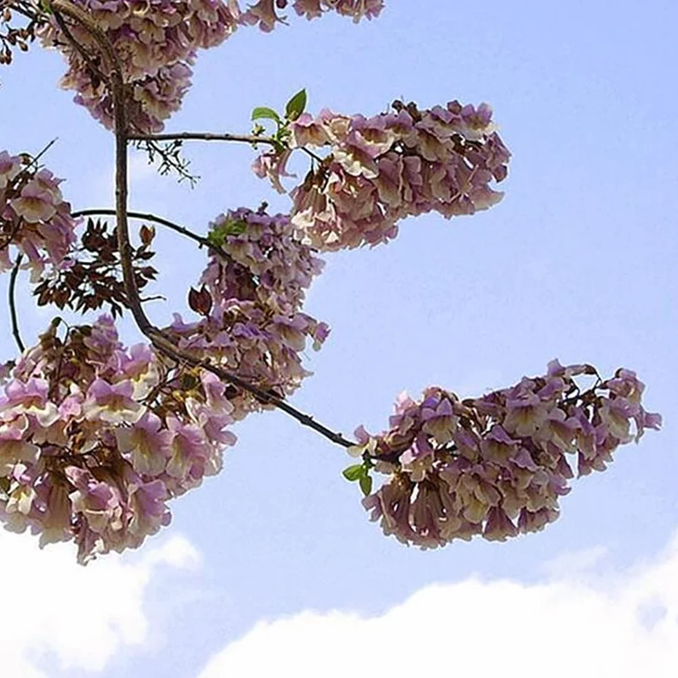 Saterkali Nasiona Paulownia Elongata, 100 szt. Nasiona Paulownia Elongata Las Szybko rosnące drzewo Roślina ogrodowa do domu Nasiona Paulowni