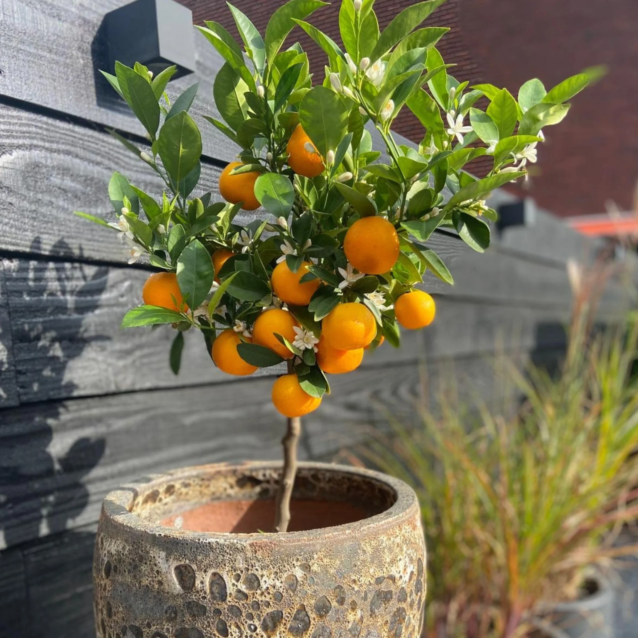 Plant in a Box - Citrus Calamondin - Kalamondyna - Drzewko cytrusowe - Doniczka 19cm - Wysokość 55-65cm
