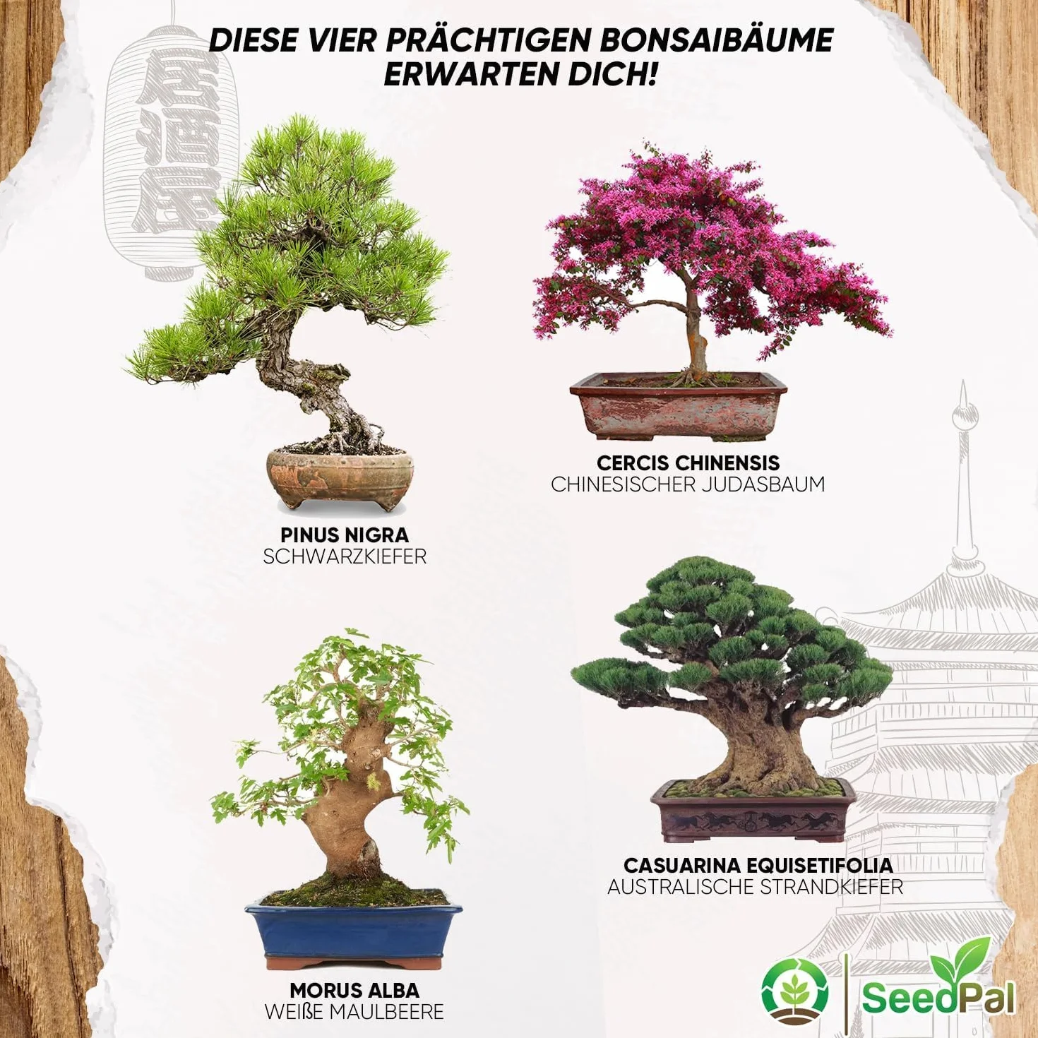 SeedPal Zestaw bonsai - zestaw startowy bonsai - zestaw do uprawy bonsai 4 różne nasiona drzew bonsai - zestaw prezentowy/zestaw do sadzenia wraz z instrukcją i akcesoriami