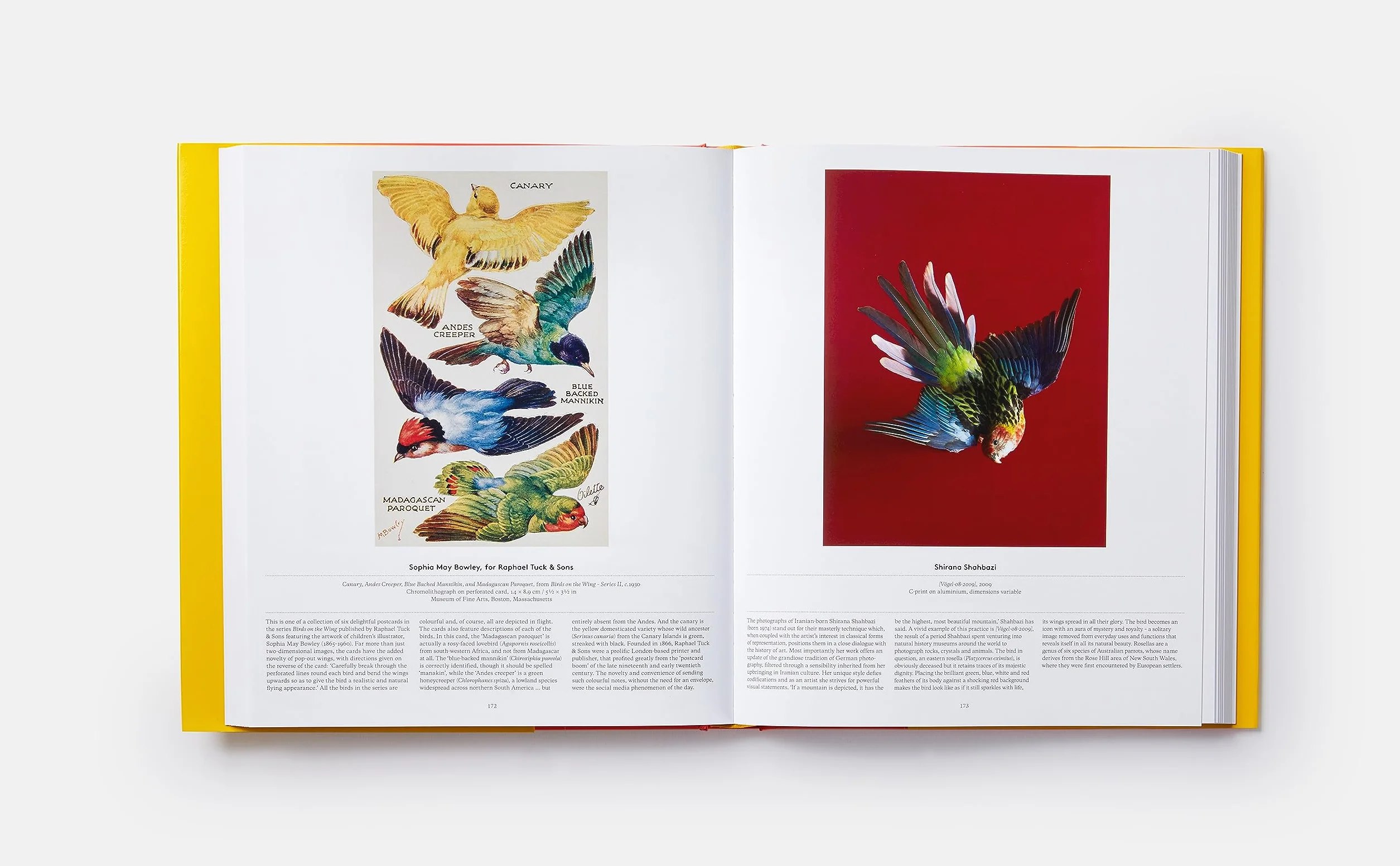 Bird: Exploring the winged world