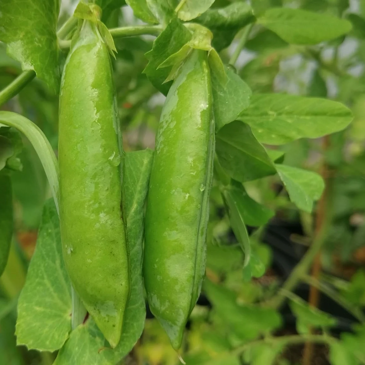 Groch siewny ozimy 'Sima' (Pisum sativum) ok. 50 nasion ekologicznych Rzadka odmiana Uprawa ozima