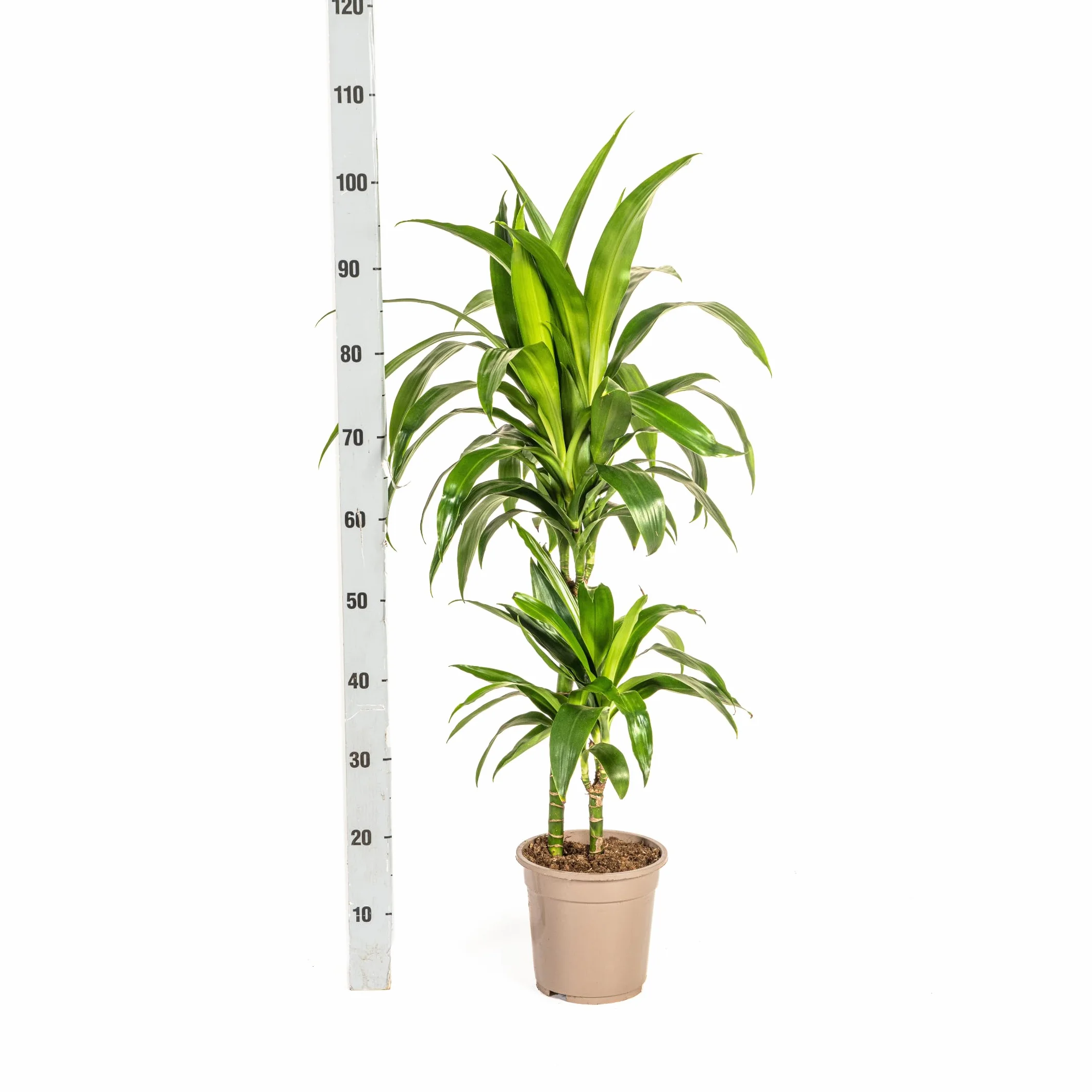 Exotenherz Dracena deremensis "Lisa" – roślina zielona – ok. 70–90 cm wysokości