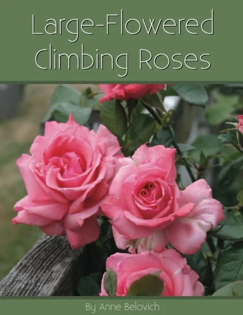 Large-Flowered Climbing Roses