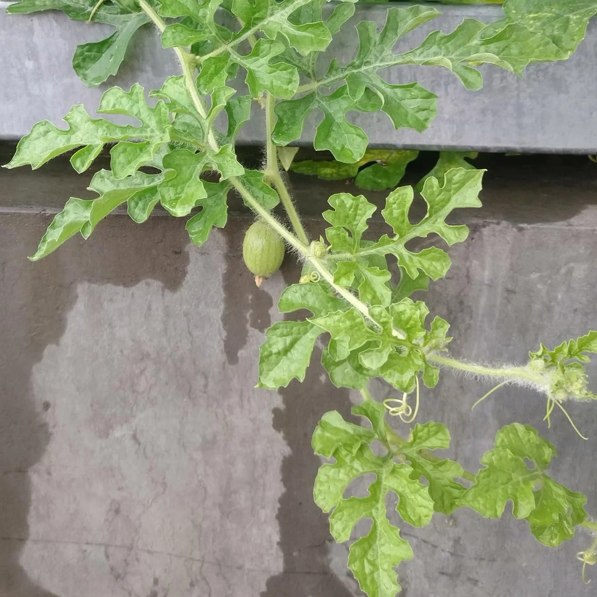 Arbuz 'Golden MIdget' (Citrullus lanatus) - ok. 5 nasion