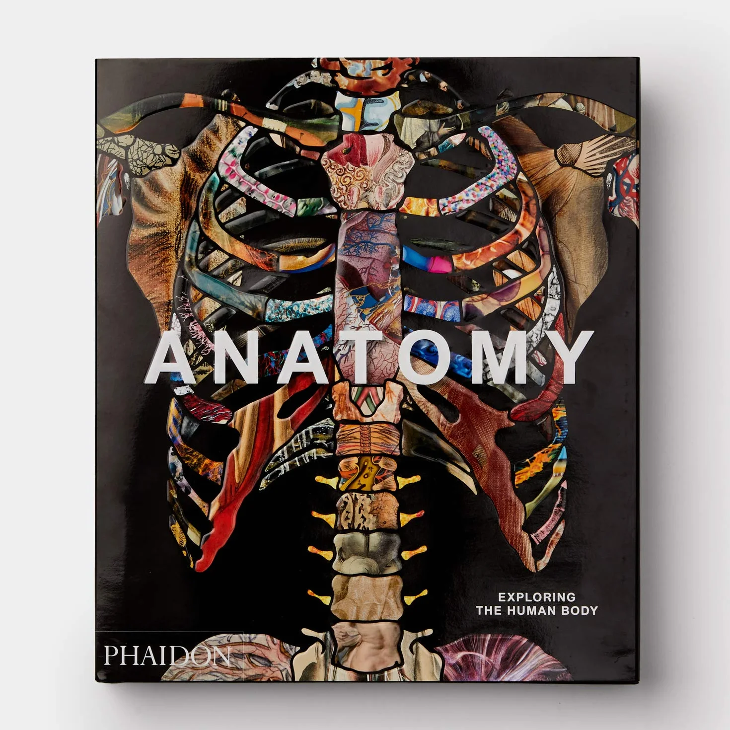 Anatomy: Exploring the Human Body