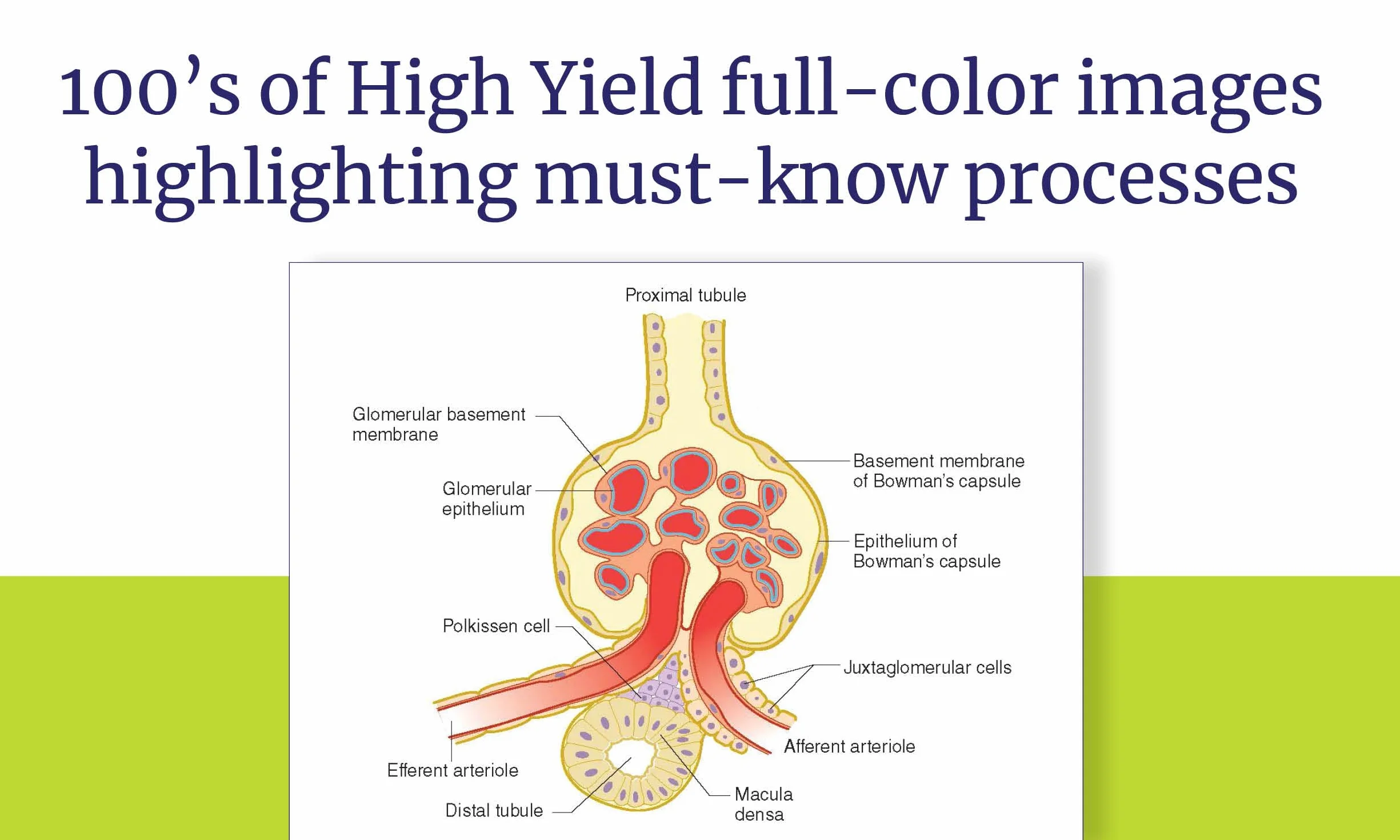 USMLE Step 1 Lecture Notes, Twelfth Edition (2025-2026): 7-Book Preclinical Review