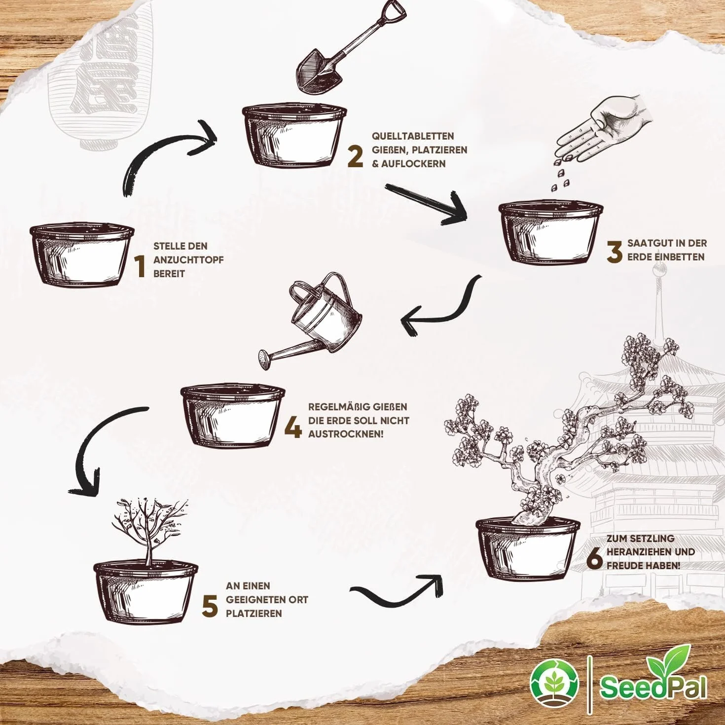 SeedPal Zestaw bonsai - zestaw startowy bonsai - zestaw do uprawy bonsai 4 różne nasiona drzew bonsai - zestaw prezentowy/zestaw do sadzenia wraz z instrukcją i akcesoriami