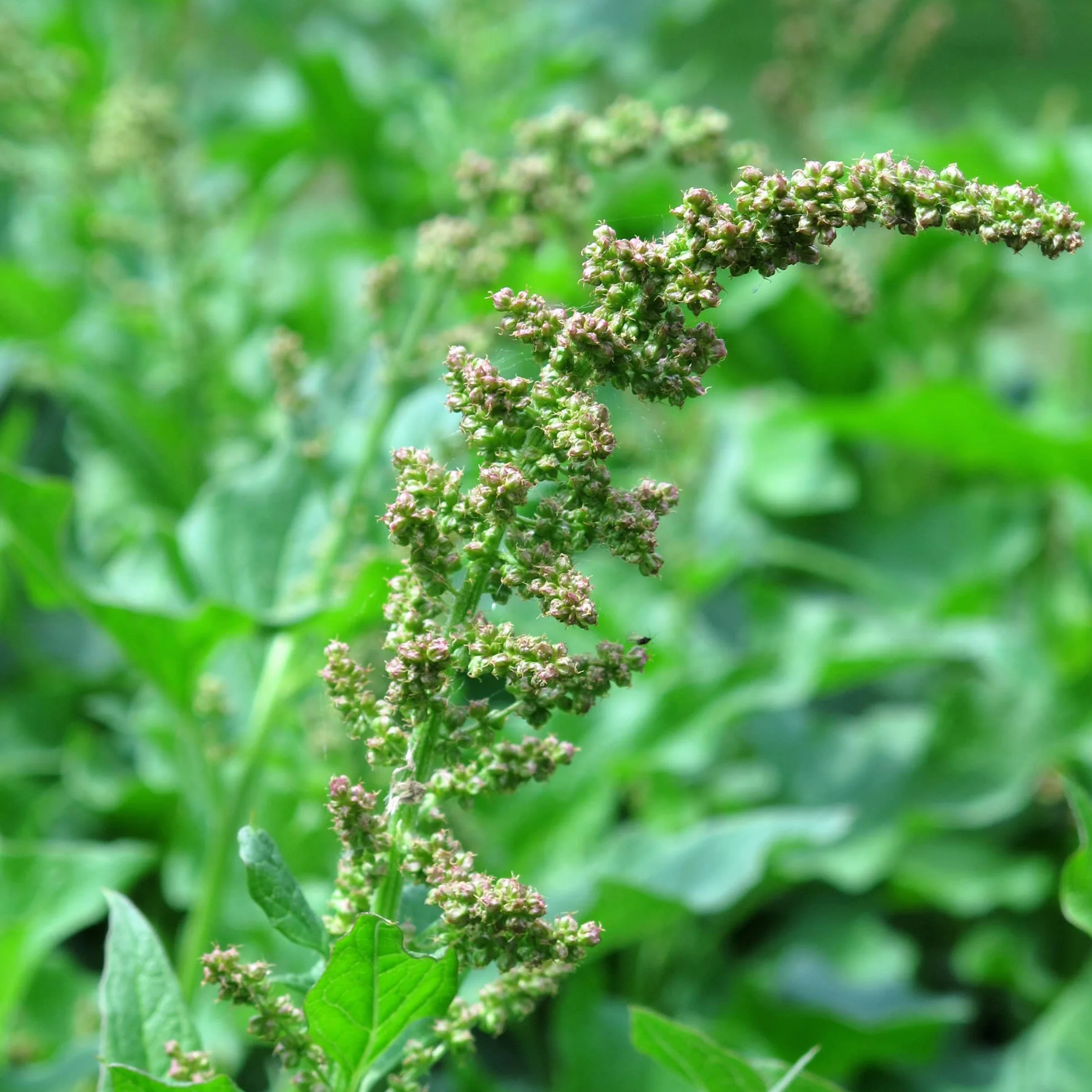 Good Henry (Chenopodium bonus-henricus) 200 nasion Dziki szpinak