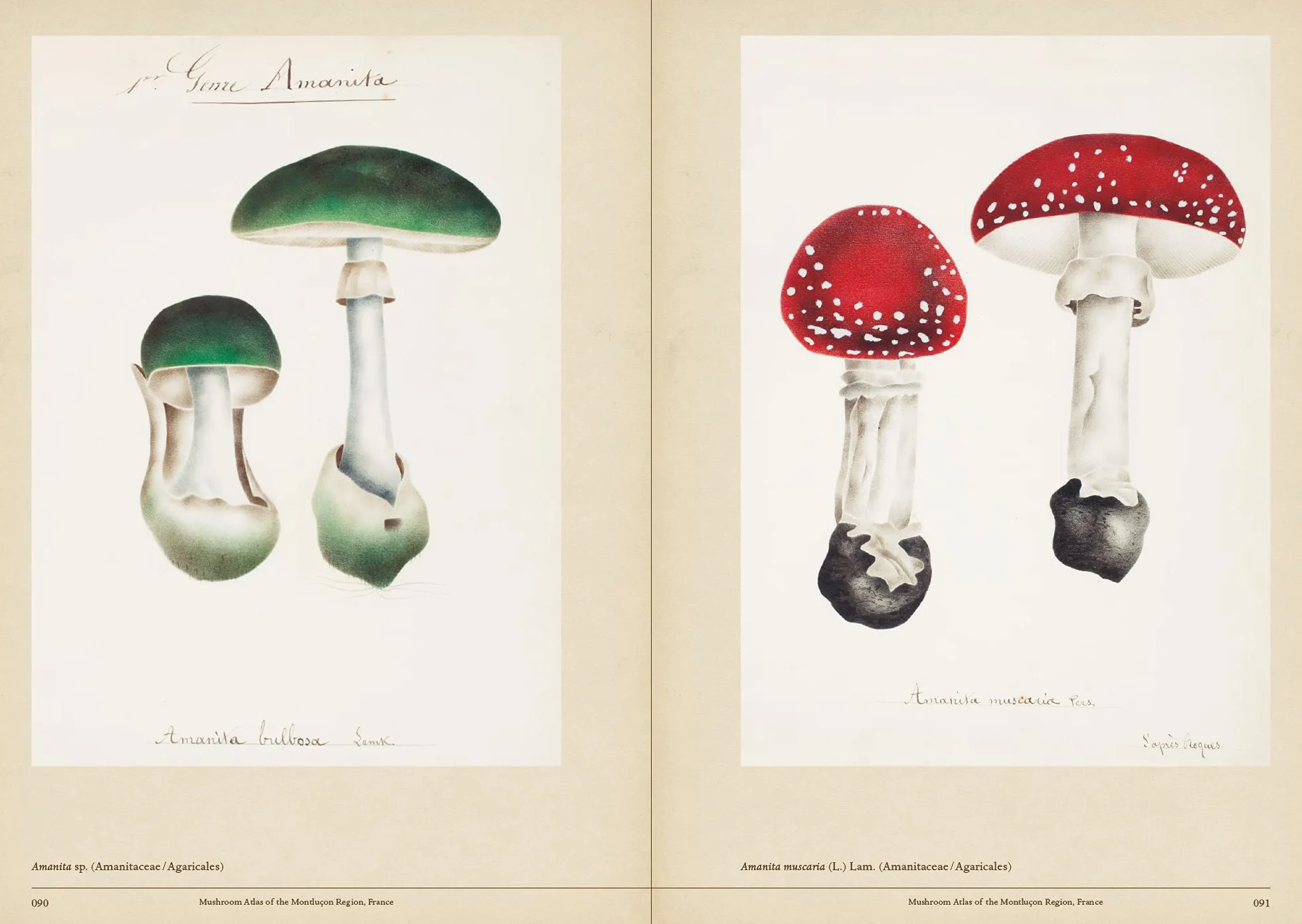 Mushroom Botanical Art /anglais