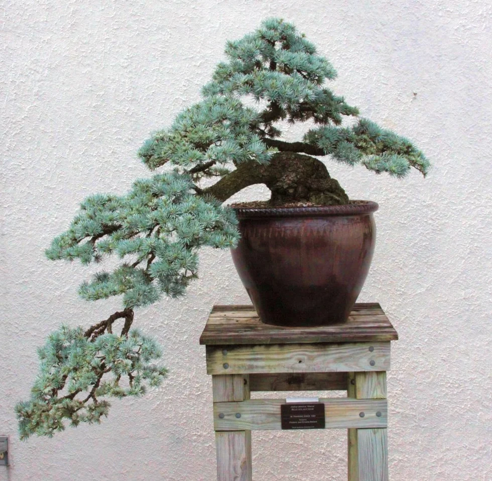SAFLAX - Bonsai - Cedr Libański - 20 Nasiona - Z pożywką wolną od zarazków - Cedrus libani