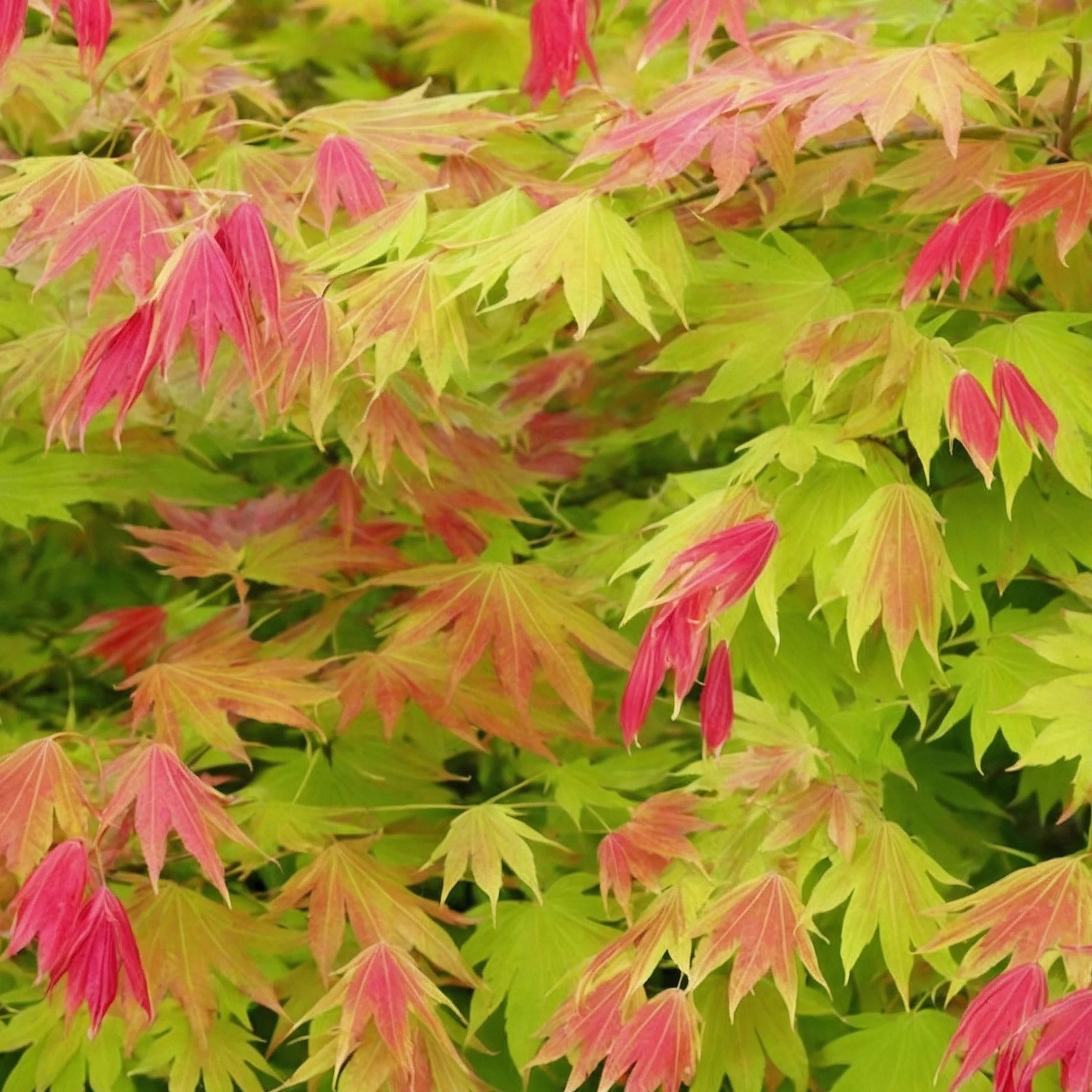 Plant in a Box - Acer palmatum 'Moonrise' - klon japoński Odporny na zimę - Doniczka 19cm - Wysokość 40-50cm