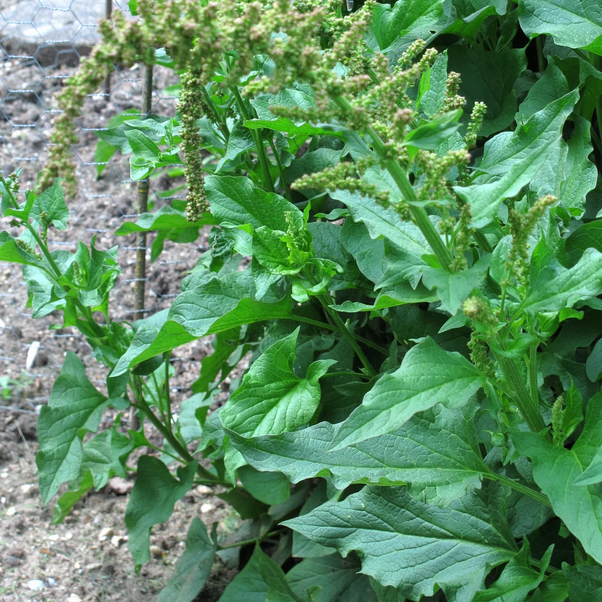Good Henry (Chenopodium bonus-henricus) 200 nasion Dziki szpinak